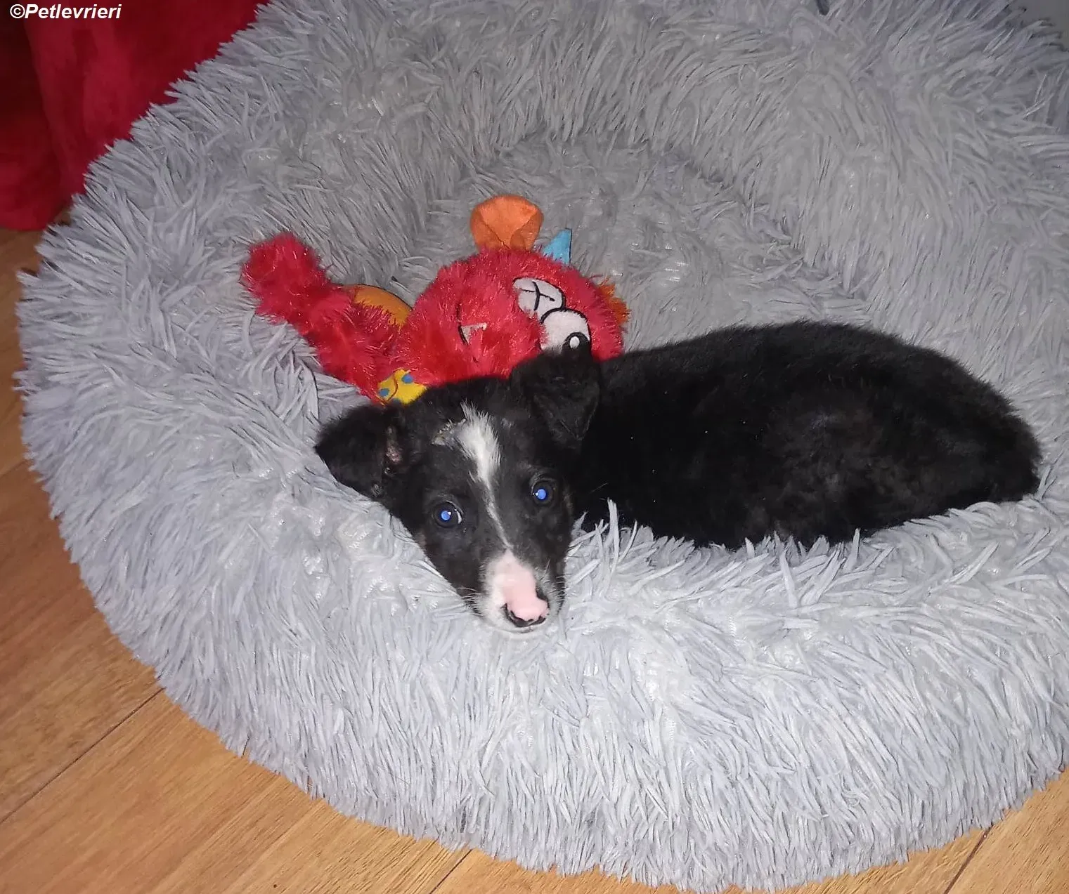 Leo adozione levrieri greyhound 8