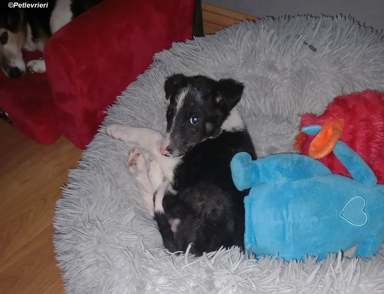 Leo adozione levrieri greyhound 9