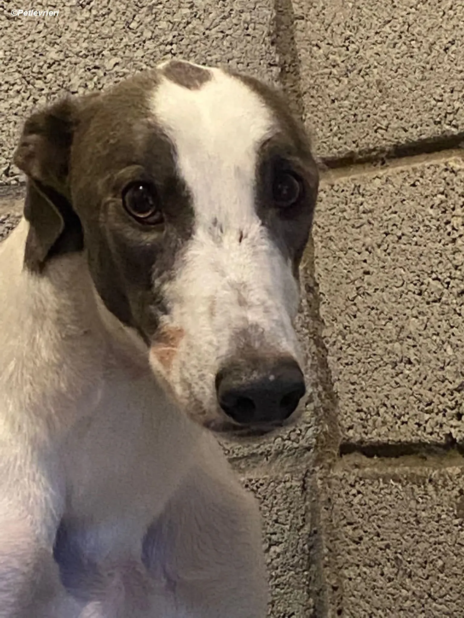 Leo adozione levrieri greyhound 6