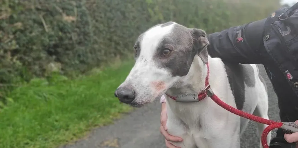 Leo adozione levrieri greyhound 8 e1667682878224