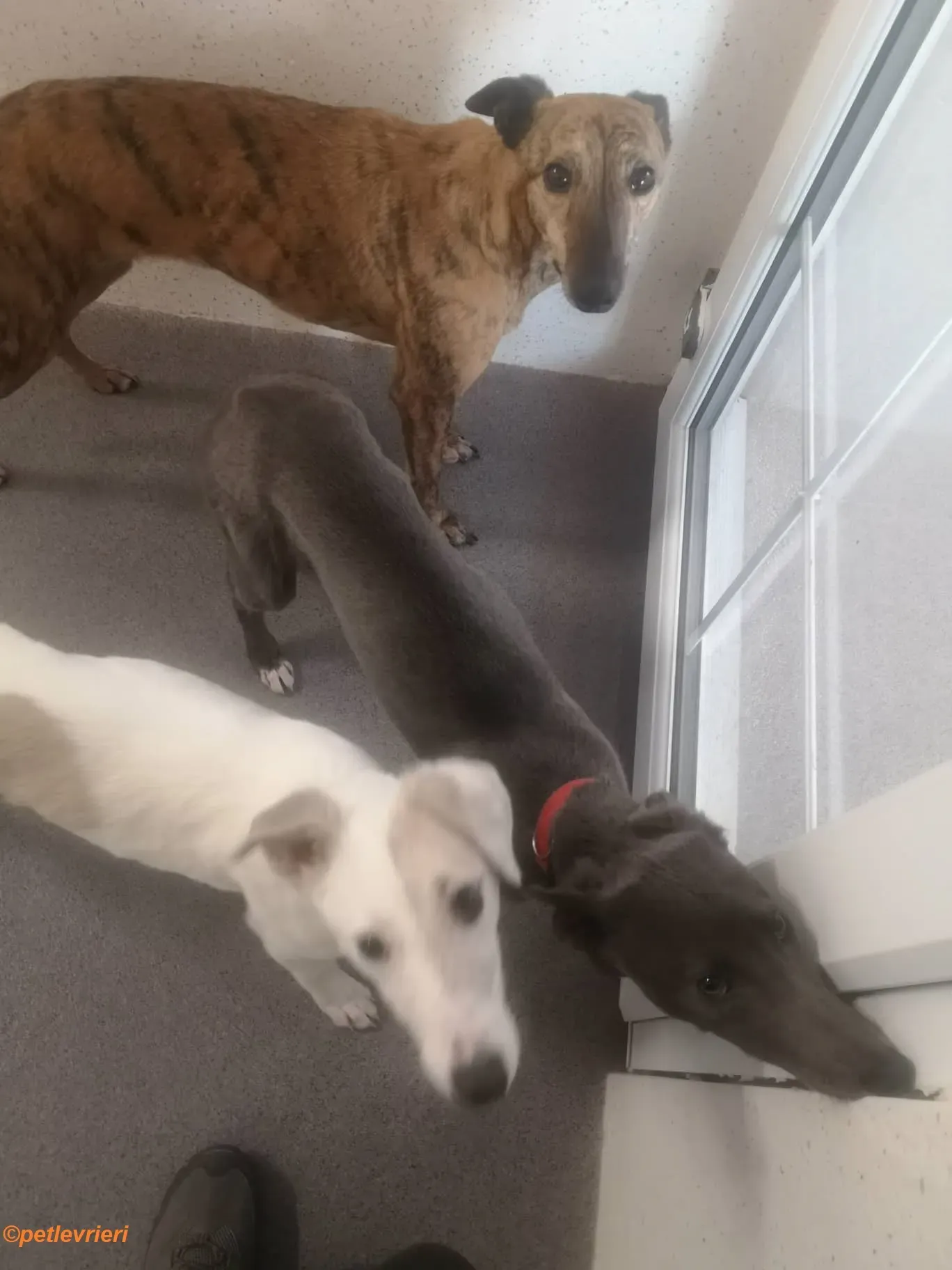 Leonard Larry Leah adozione levrieri greyhound 1