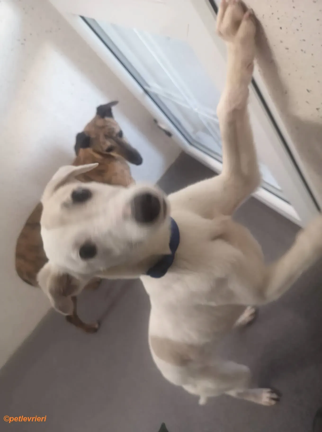 Leonard Larry Leah adozione levrieri greyhound 3