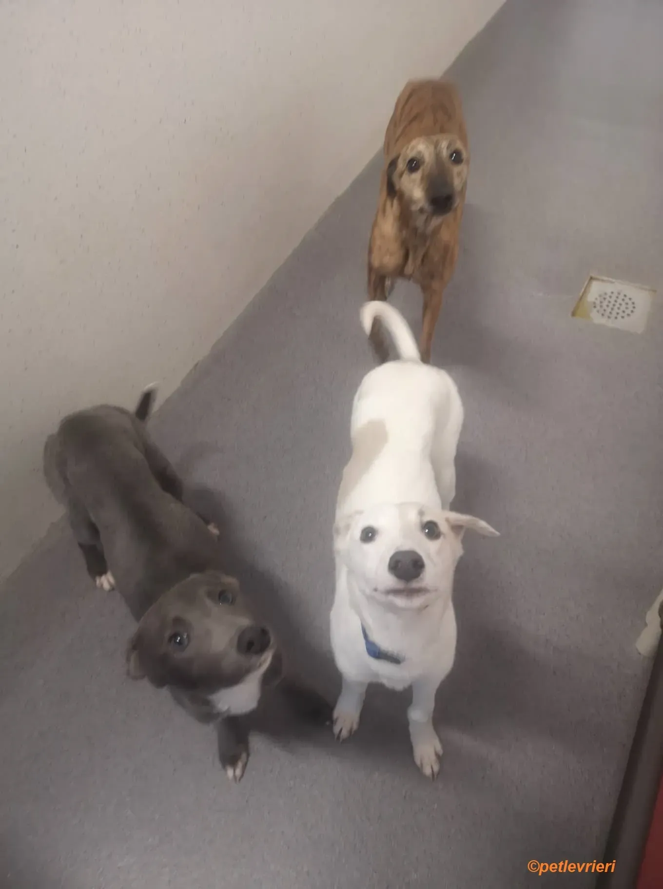 Leonard Larry Leah adozione levrieri greyhound 4