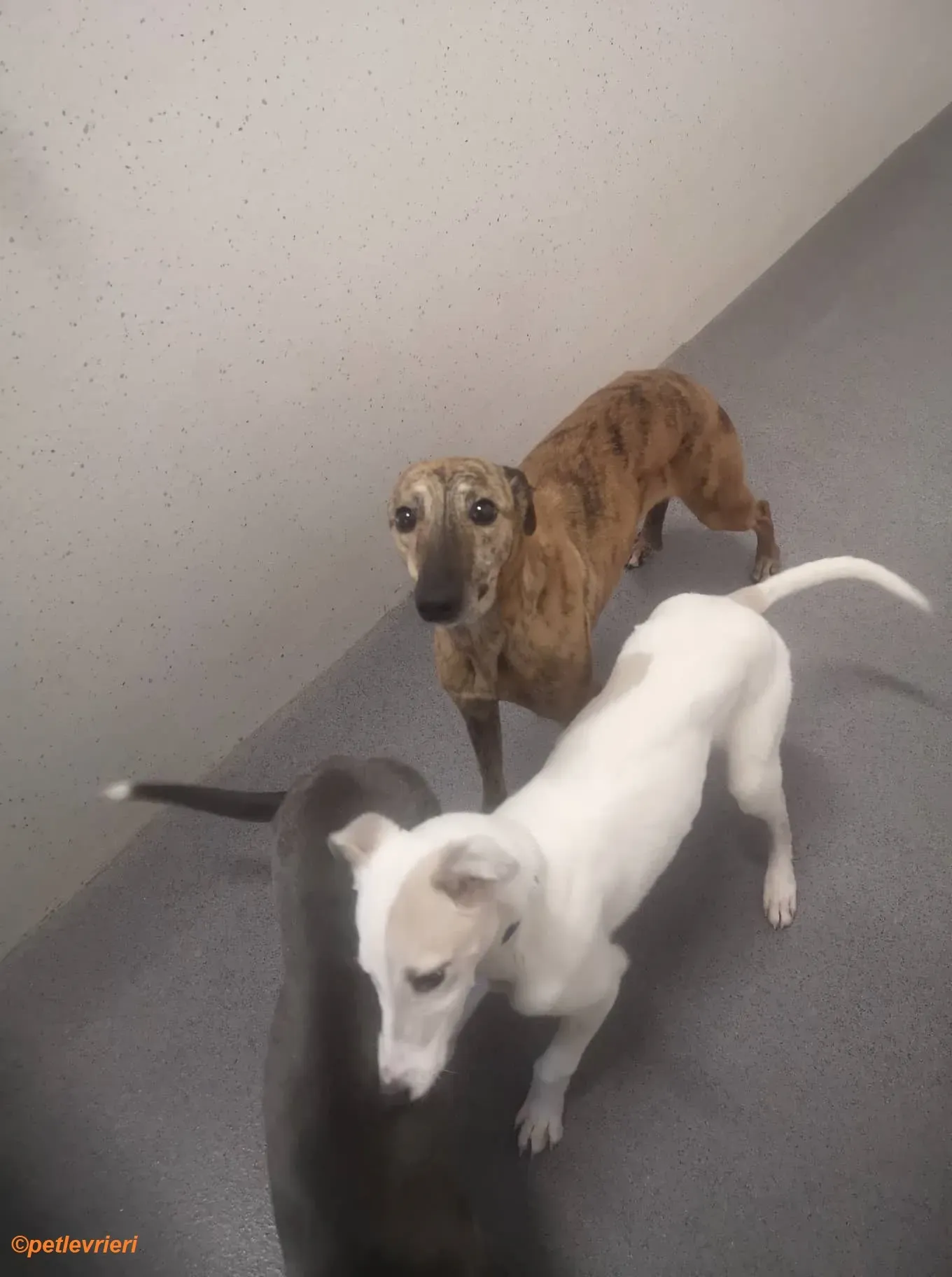 Leonard Larry Leah adozione levrieri greyhound 5