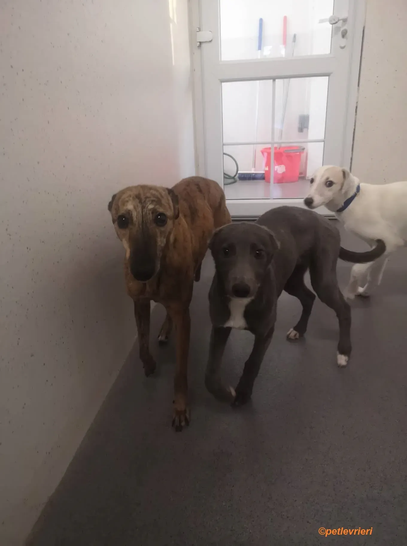 Leonard Larry Leah adozione levrieri greyhound 6