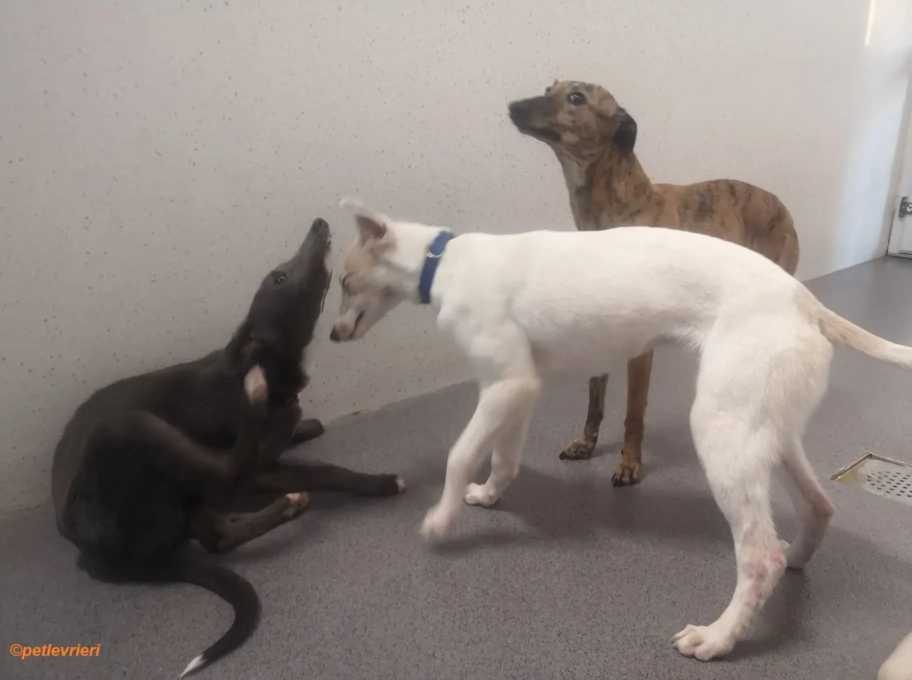 Leonard Larry Leah adozione levrieri greyhound 7