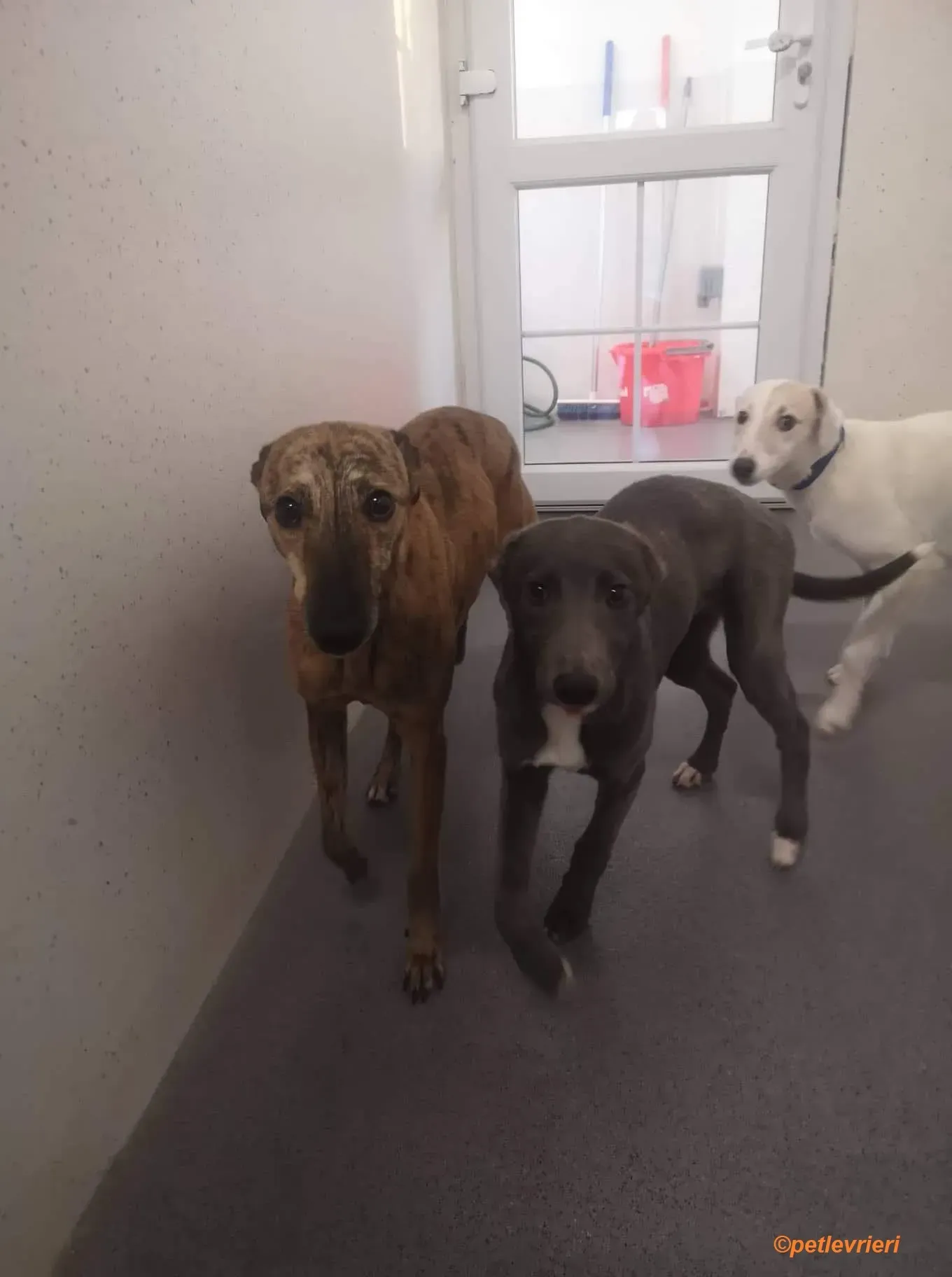 Leonard Larry Leah adozione levrieri greyhound 8