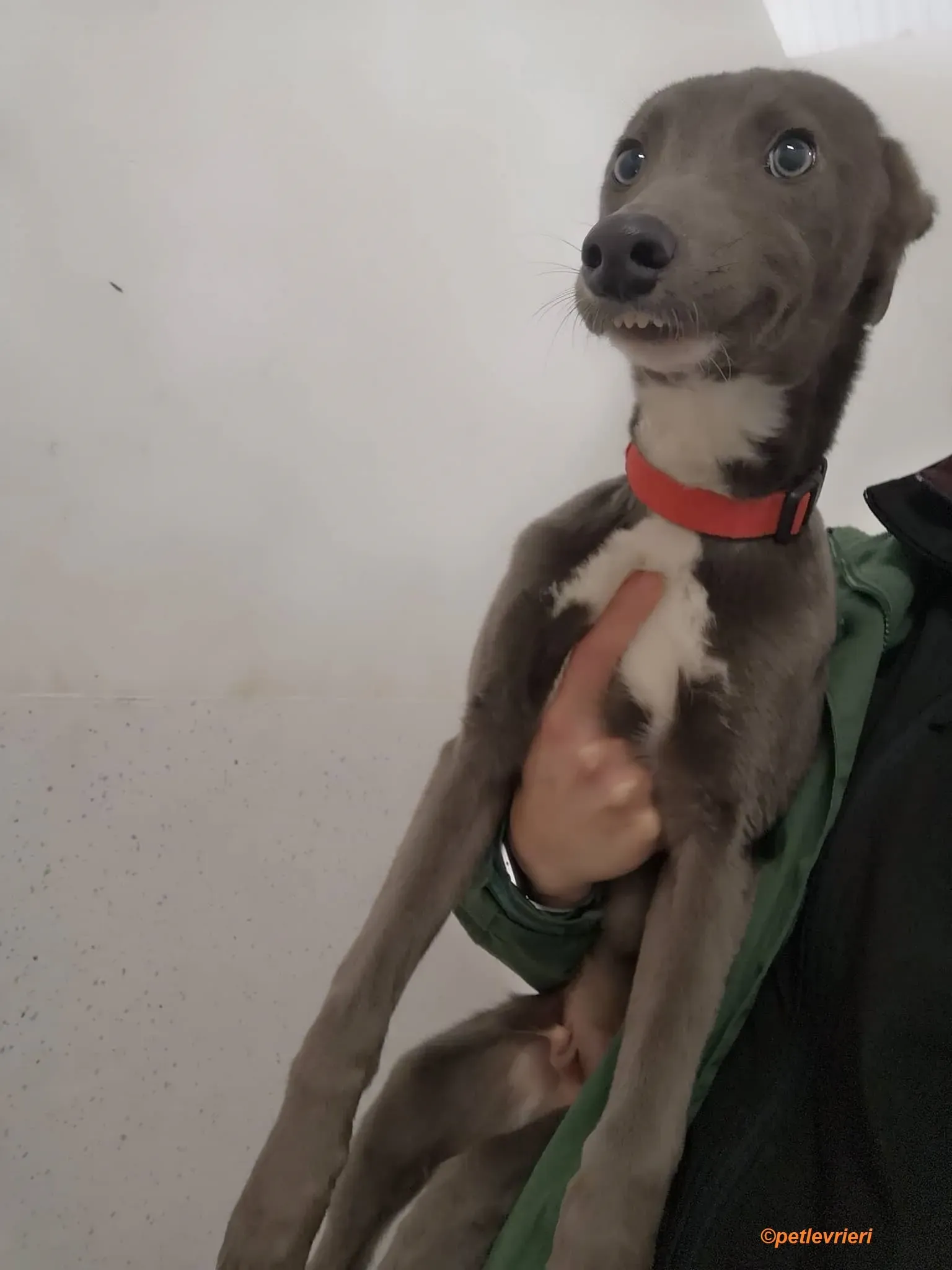 Leonard adozione levrieri greyhound 2