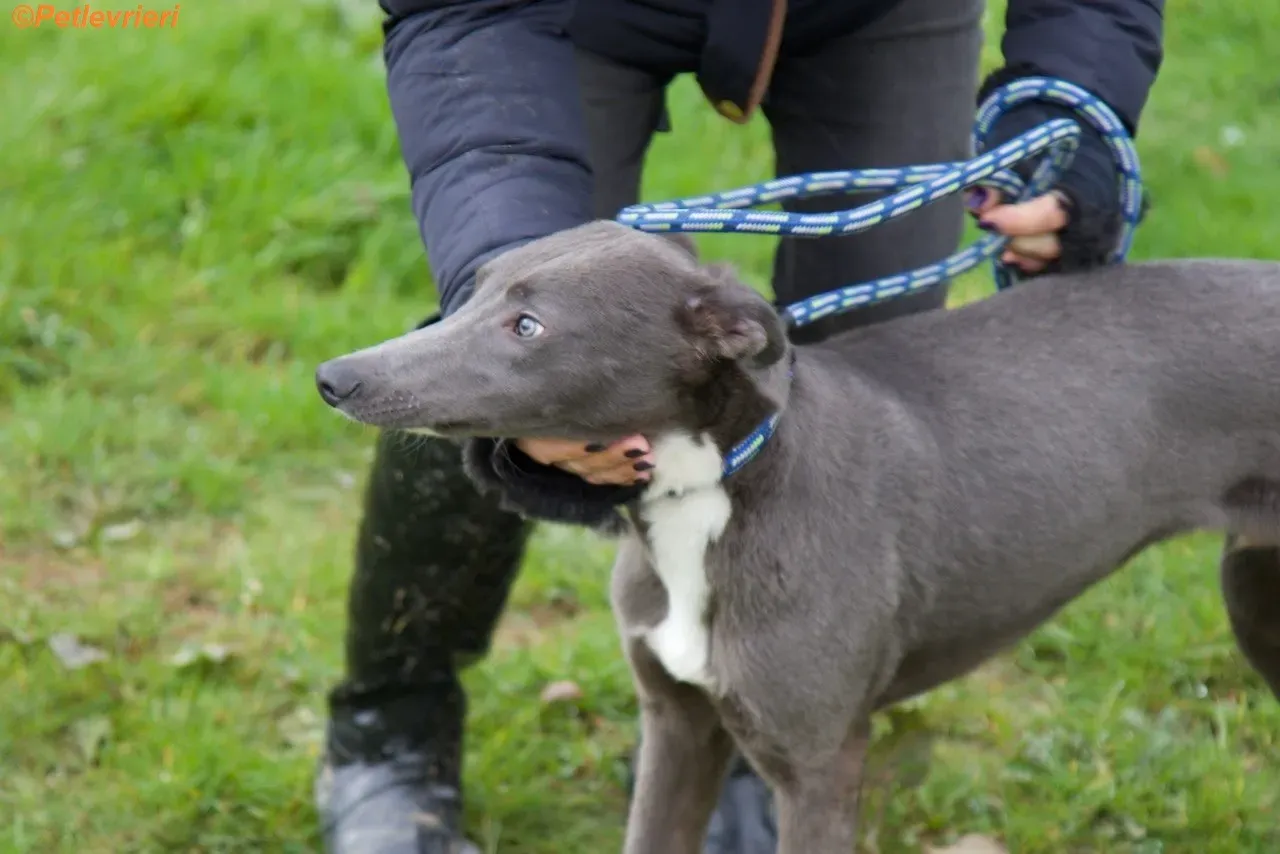 Leonard adozione levrieri greyhound 3