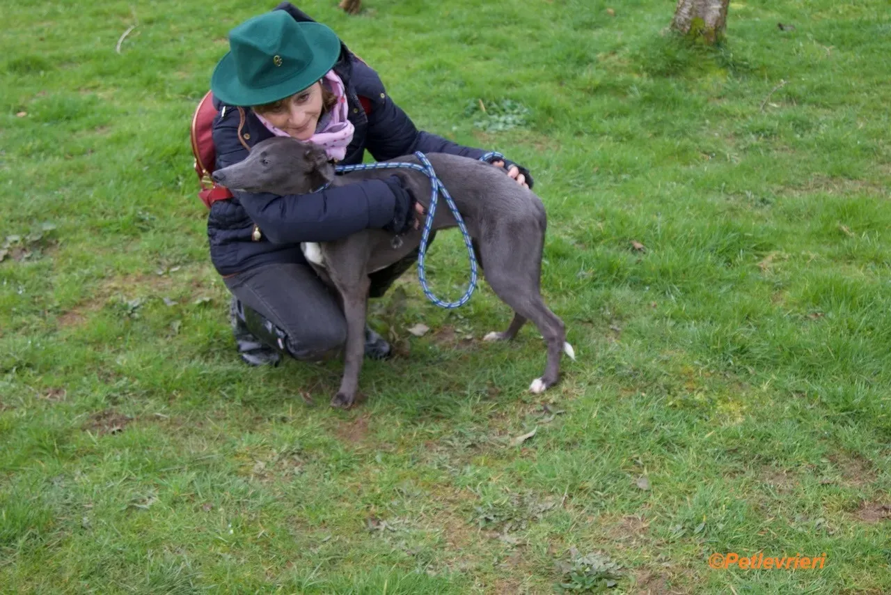 Leonard adozione levrieri greyhound 4