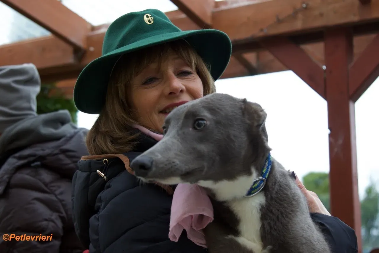 Leonard adozione levrieri greyhound 6