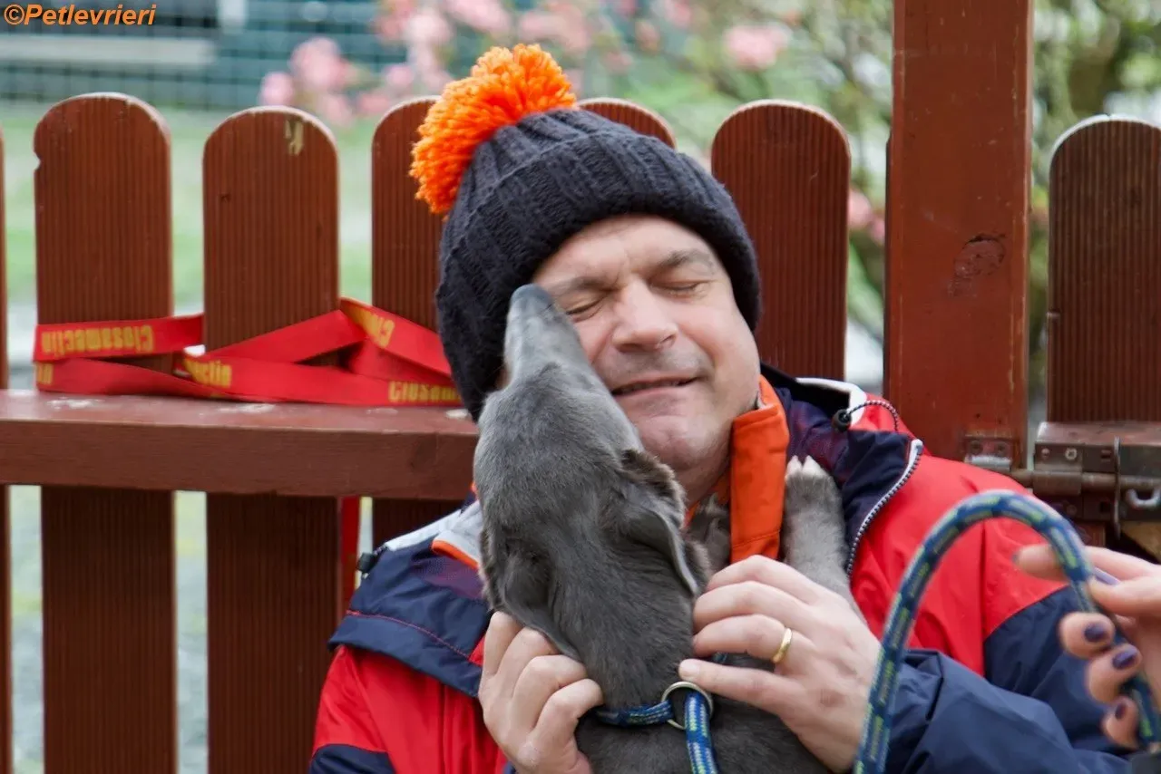 Leonard adozione levrieri greyhound 7