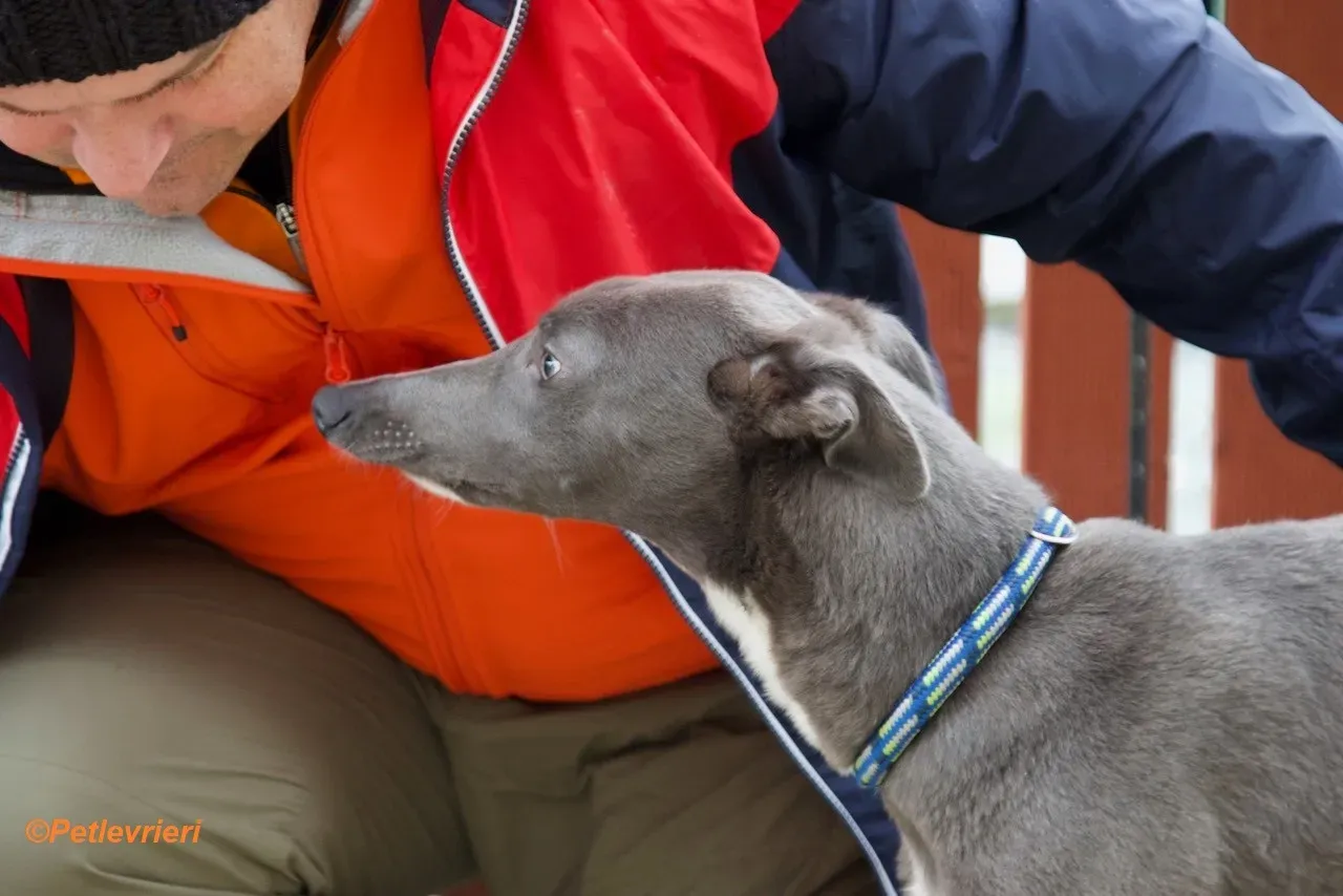 Leonard adozione levrieri greyhound 8
