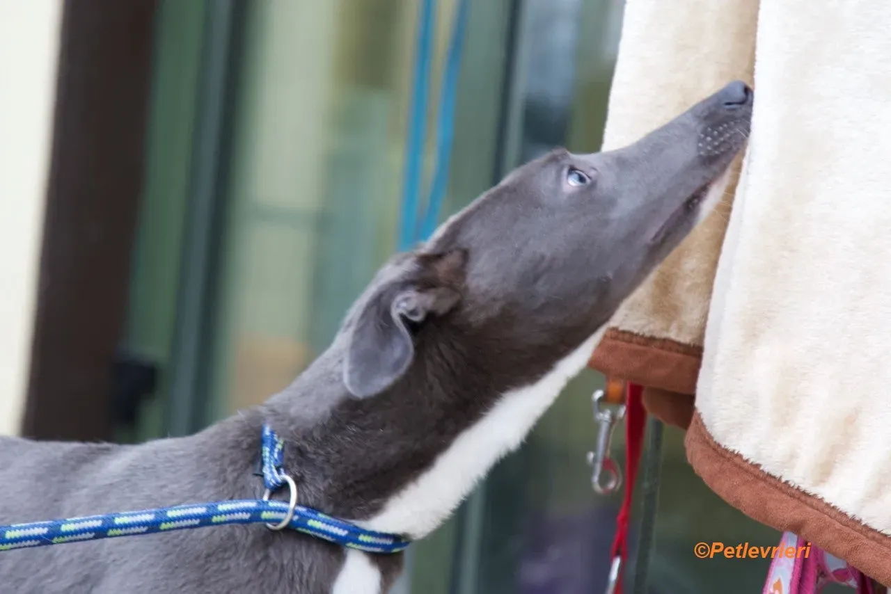Leonard adozione levrieri greyhound 9