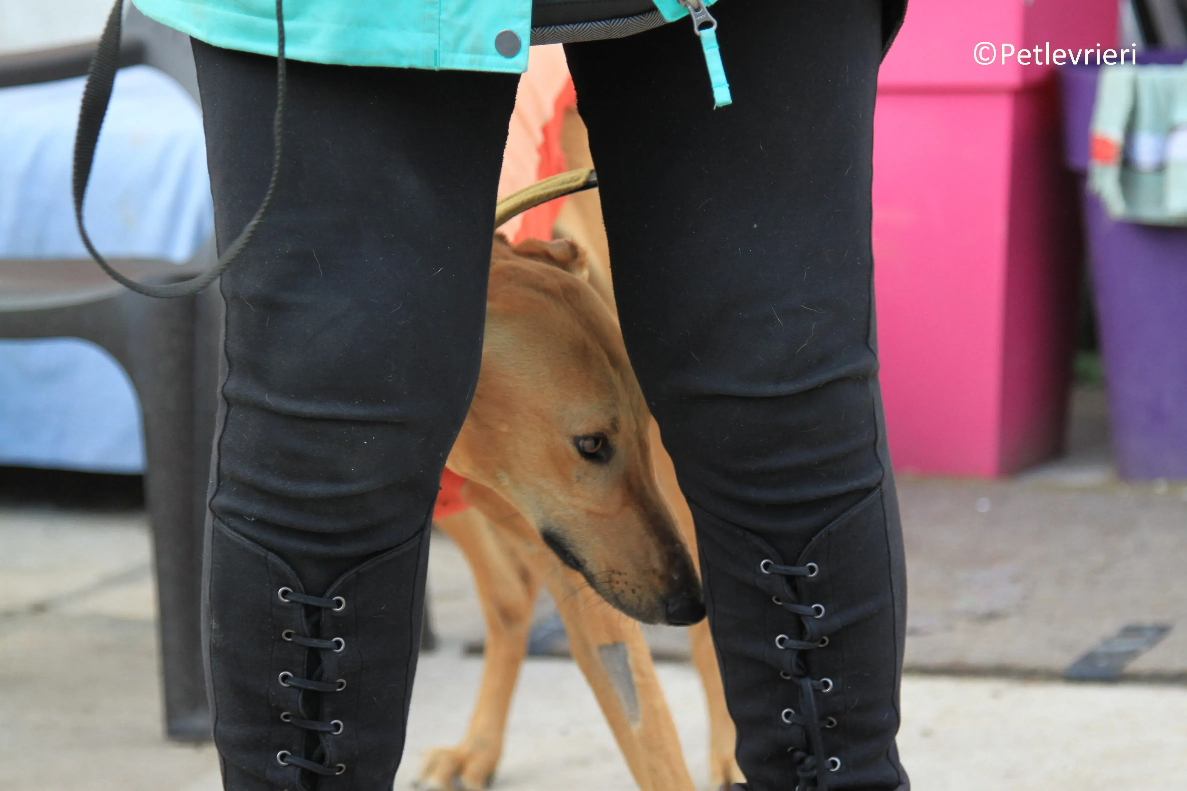 Leonardo adozione levrieri galgo 1