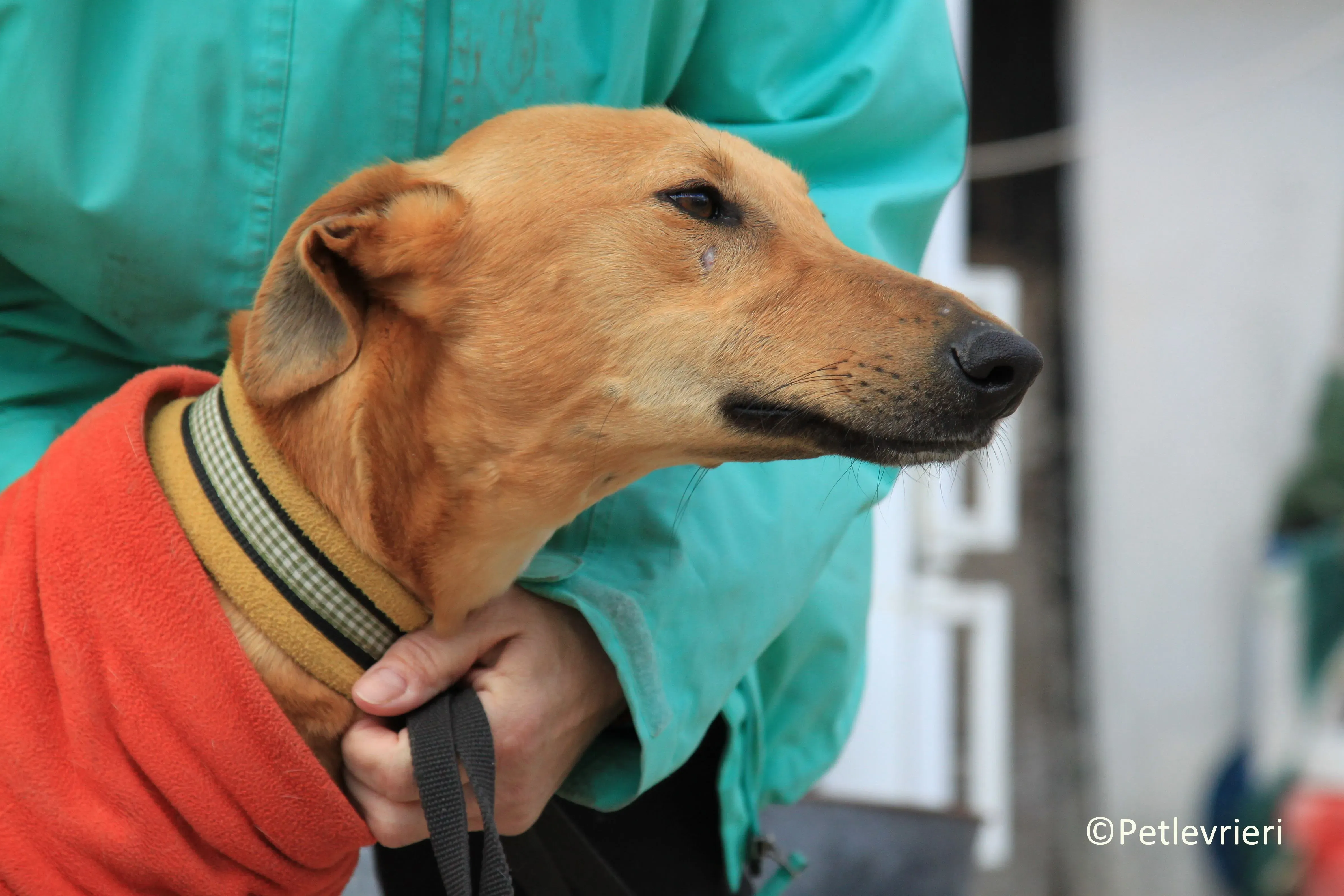 Leonardo adozione levrieri galgo 10
