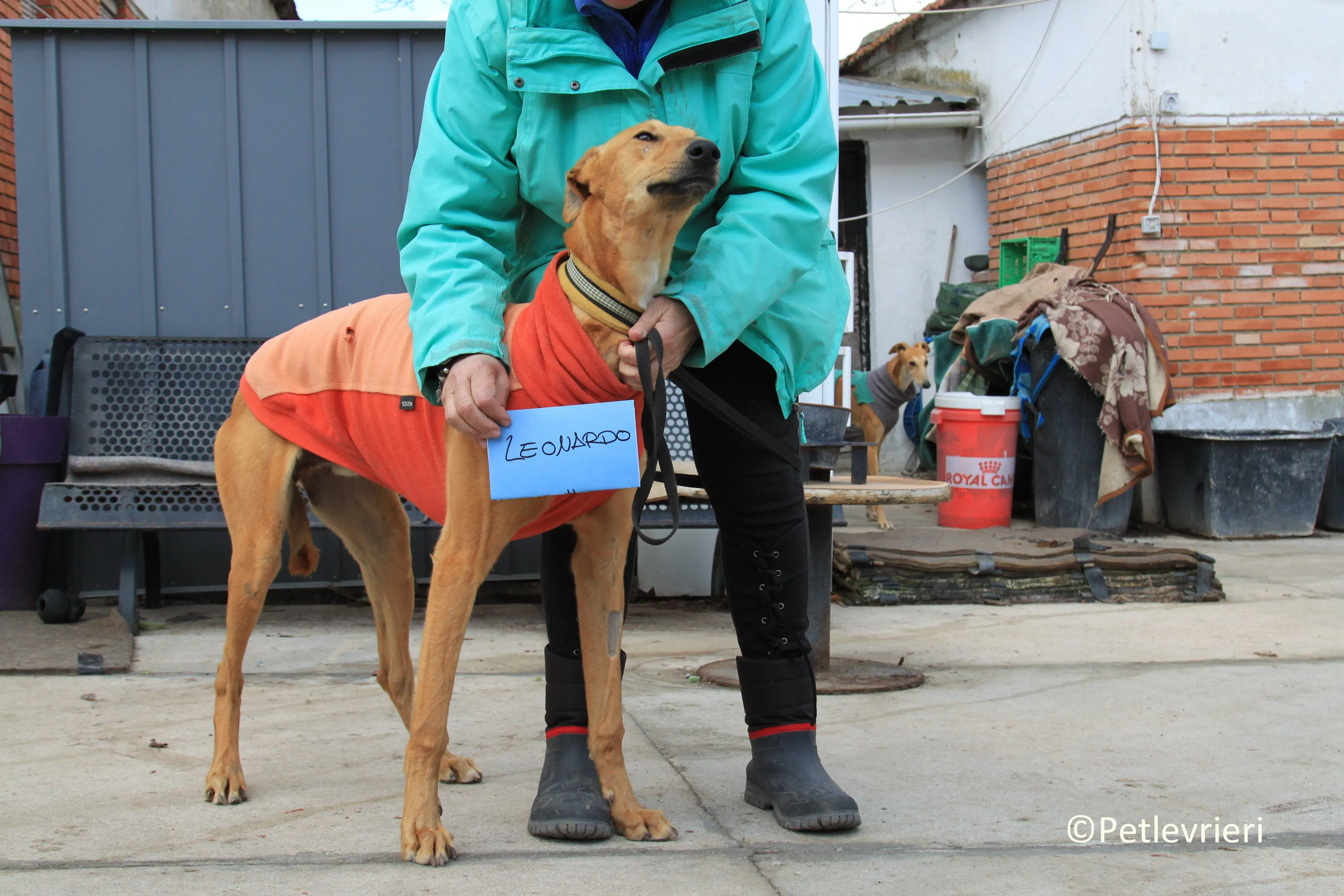 Leonardo adozione levrieri galgo 11