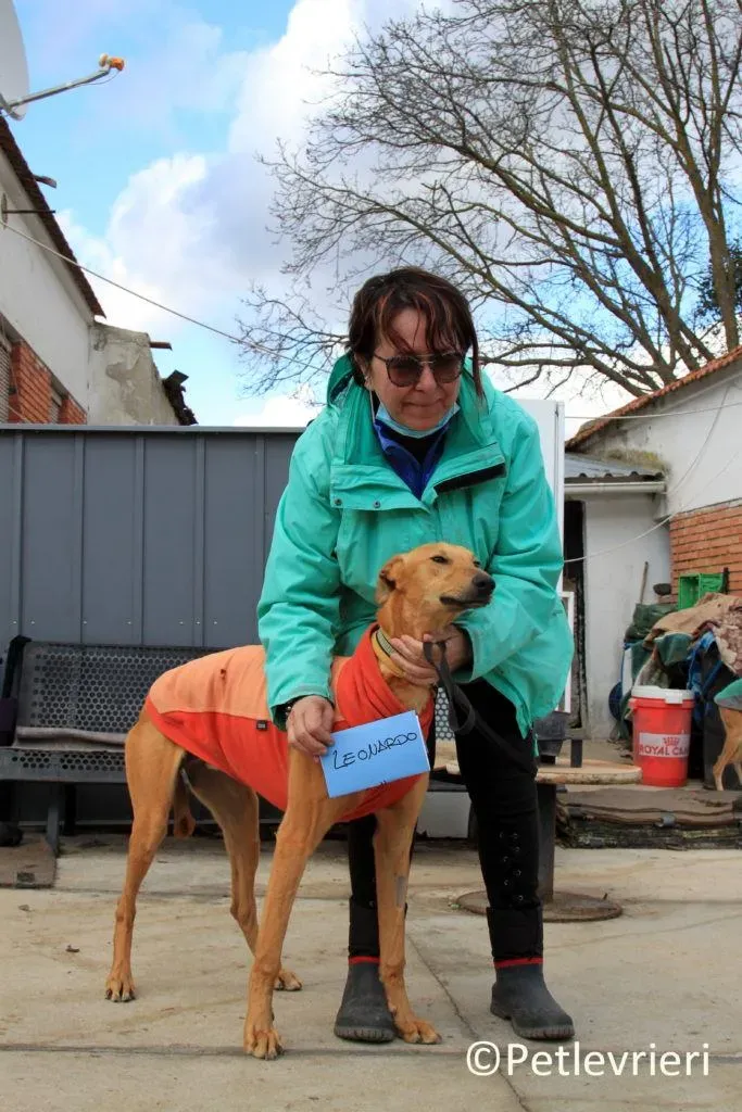 Leonardo adozione levrieri galgo 12