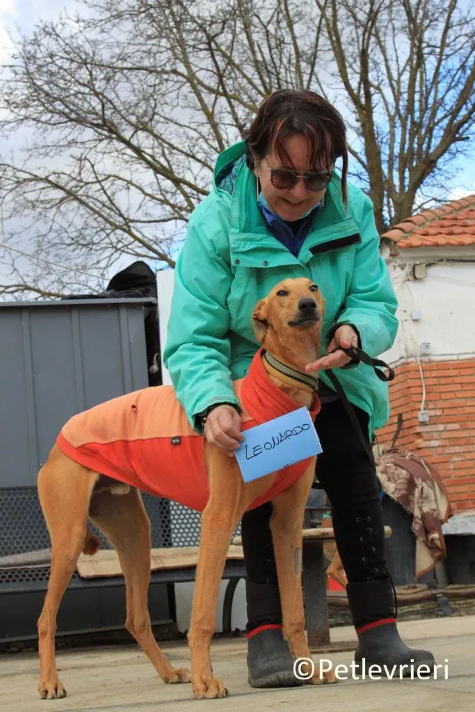 Leonardo adozione levrieri galgo 13