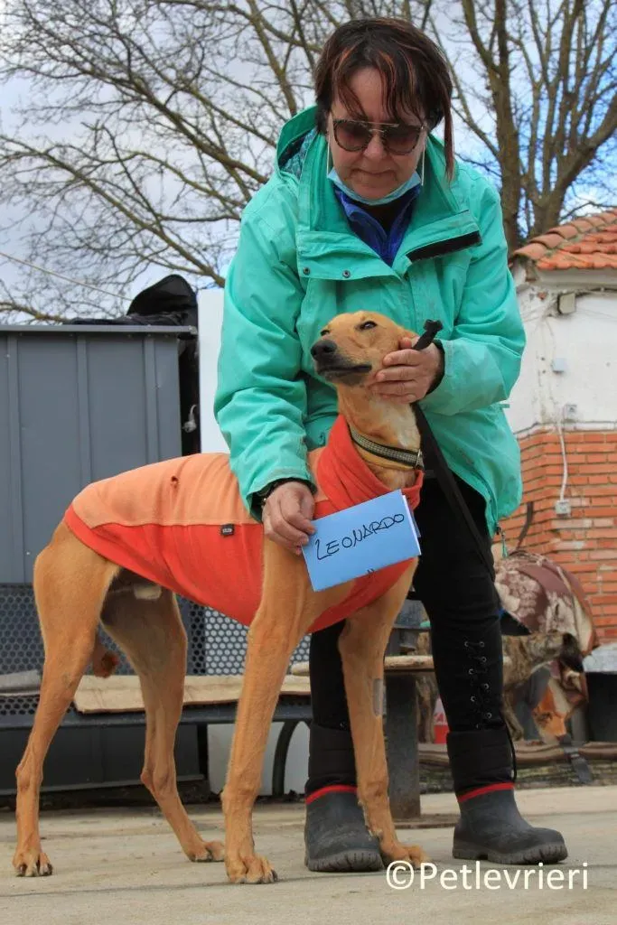 Leonardo adozione levrieri galgo 14