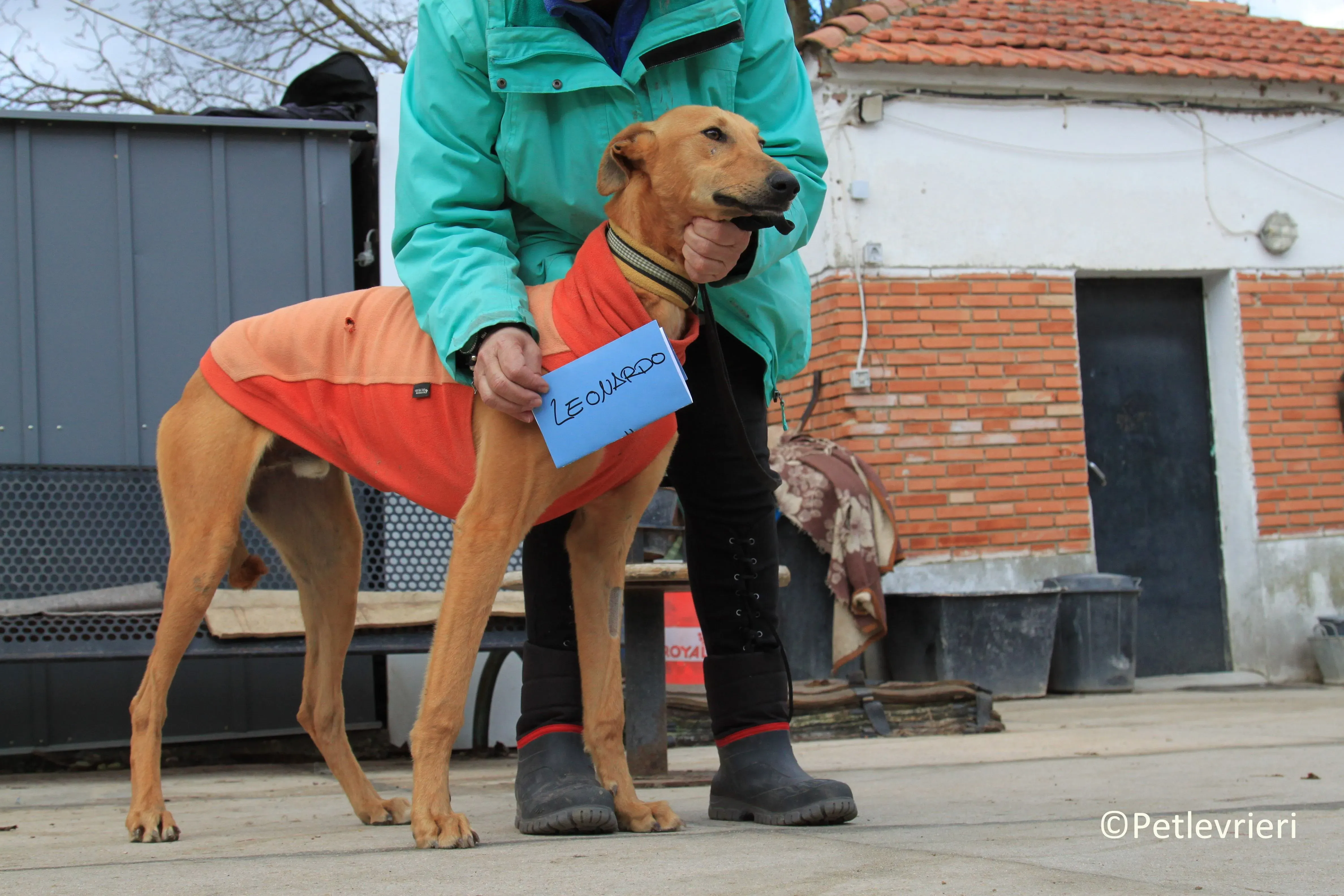 Leonardo adozione levrieri galgo 15