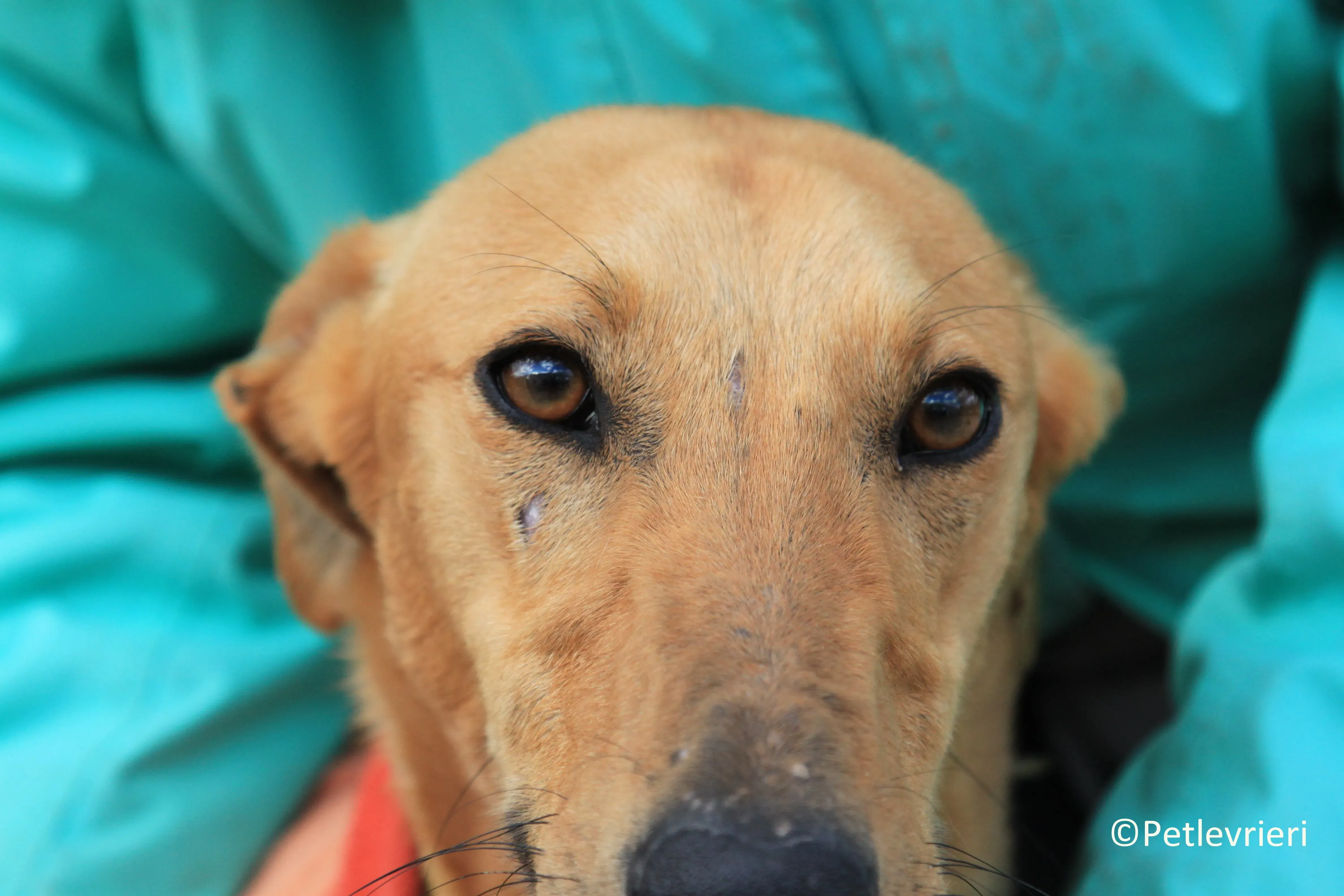 Leonardo adozione levrieri galgo 16