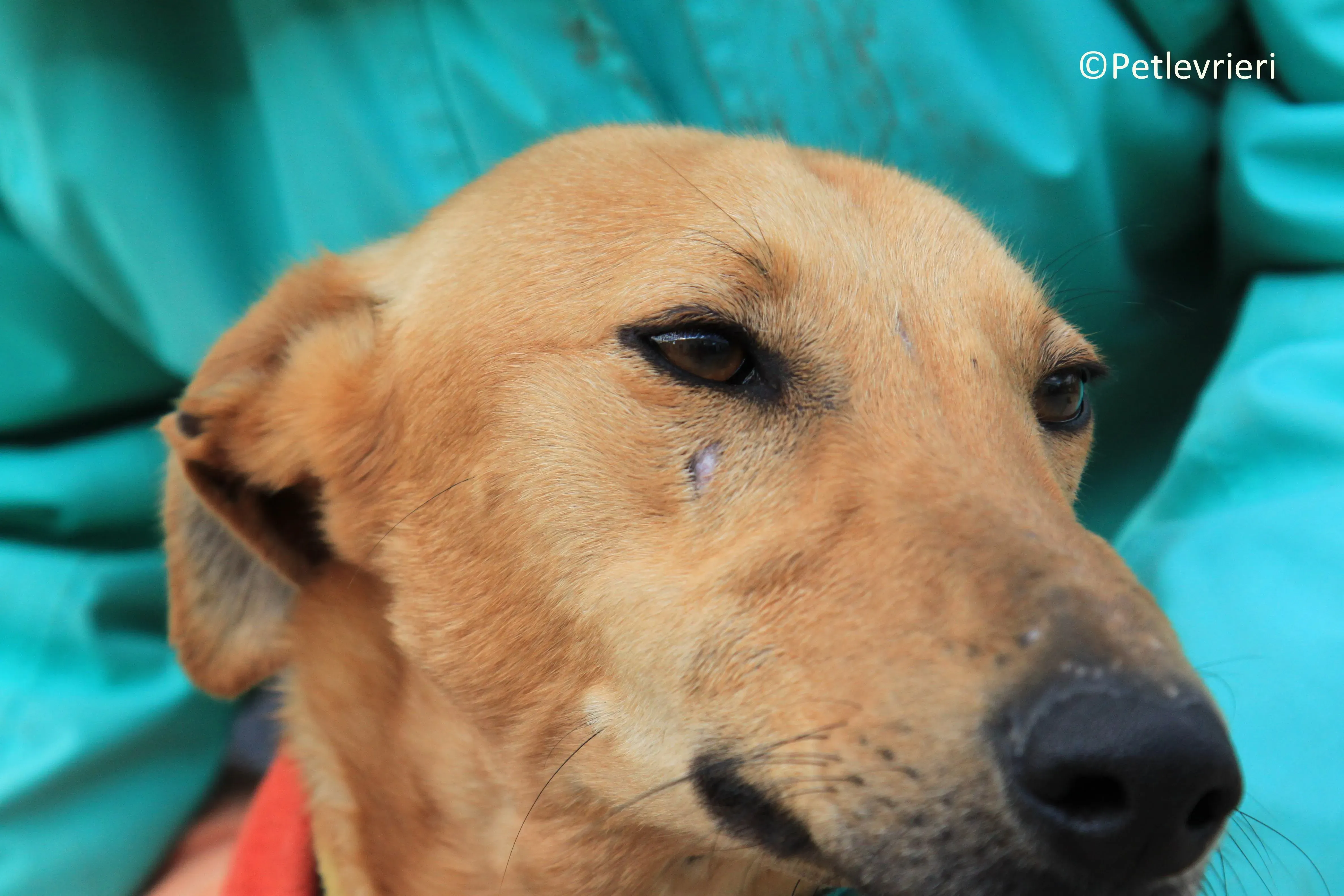 Leonardo adozione levrieri galgo 17