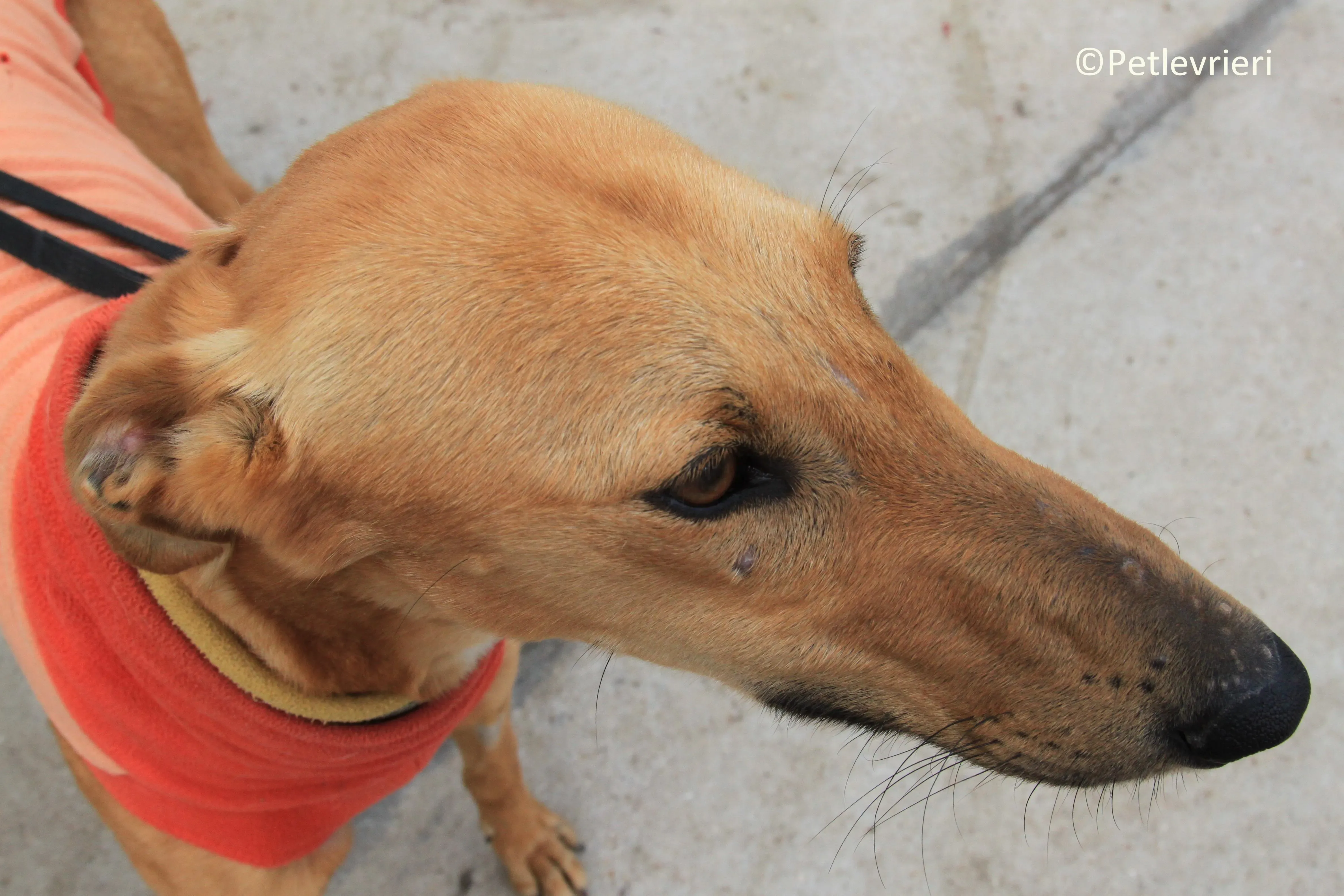 Leonardo adozione levrieri galgo 19