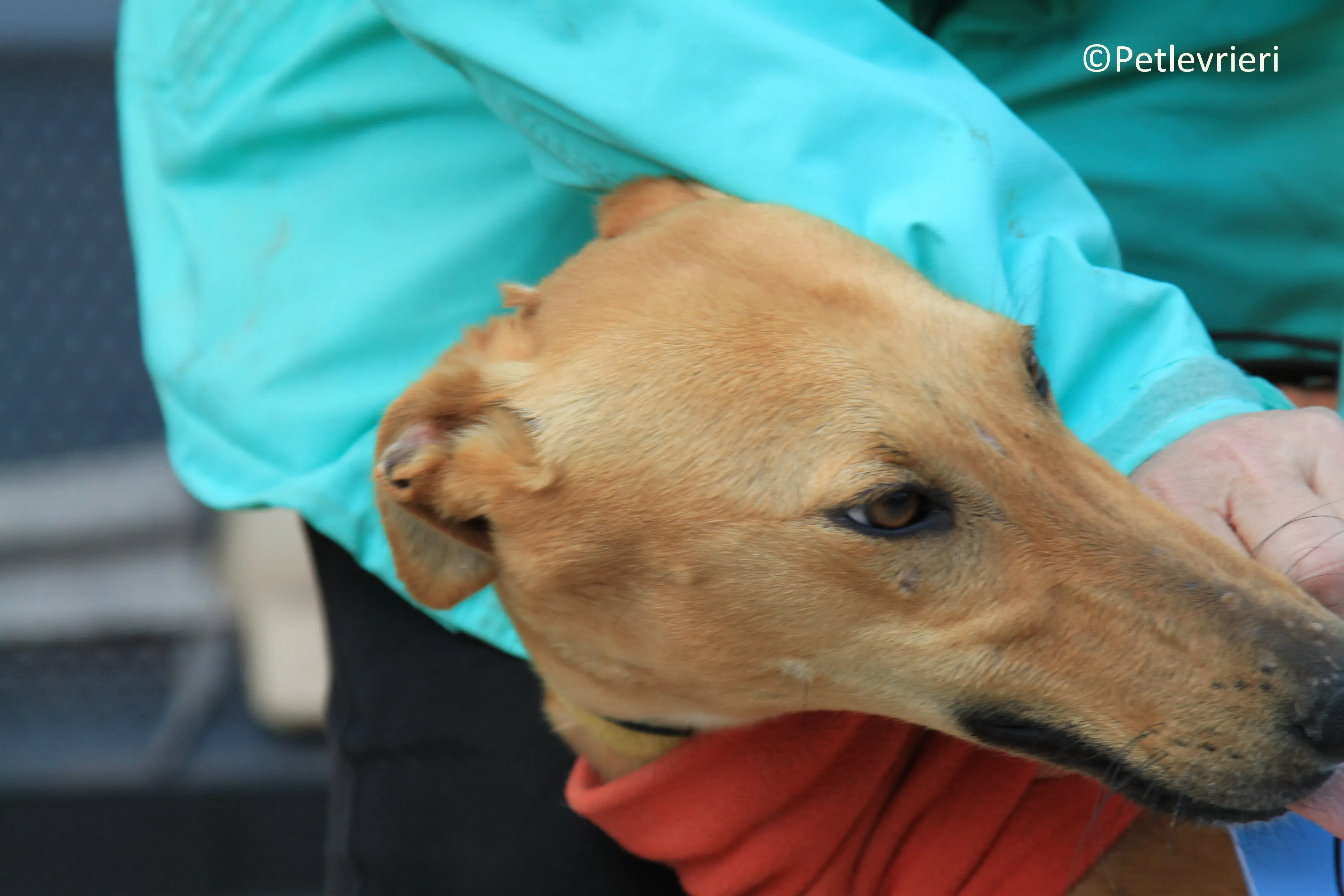 Leonardo adozione levrieri galgo 2