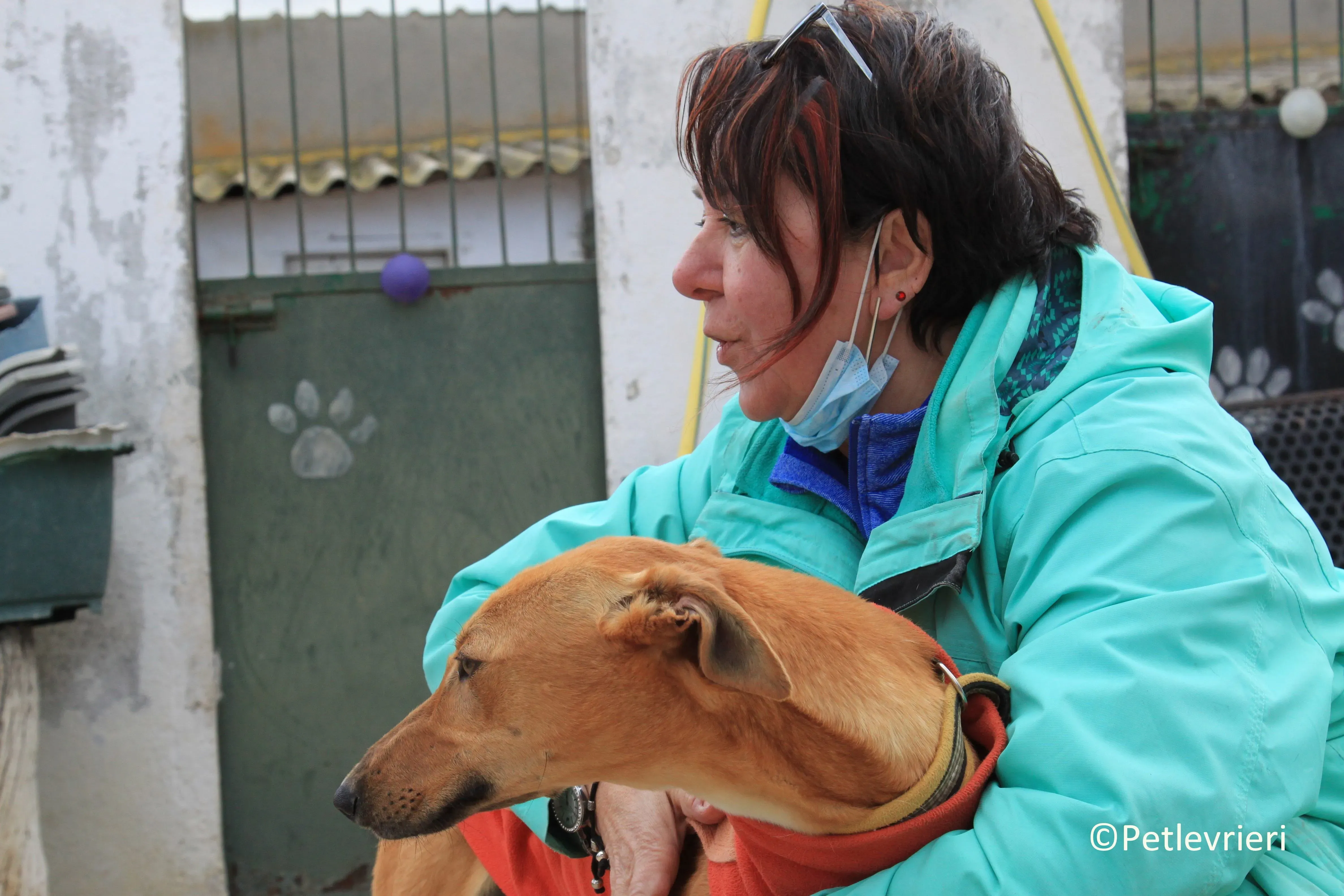 Leonardo adozione levrieri galgo 20