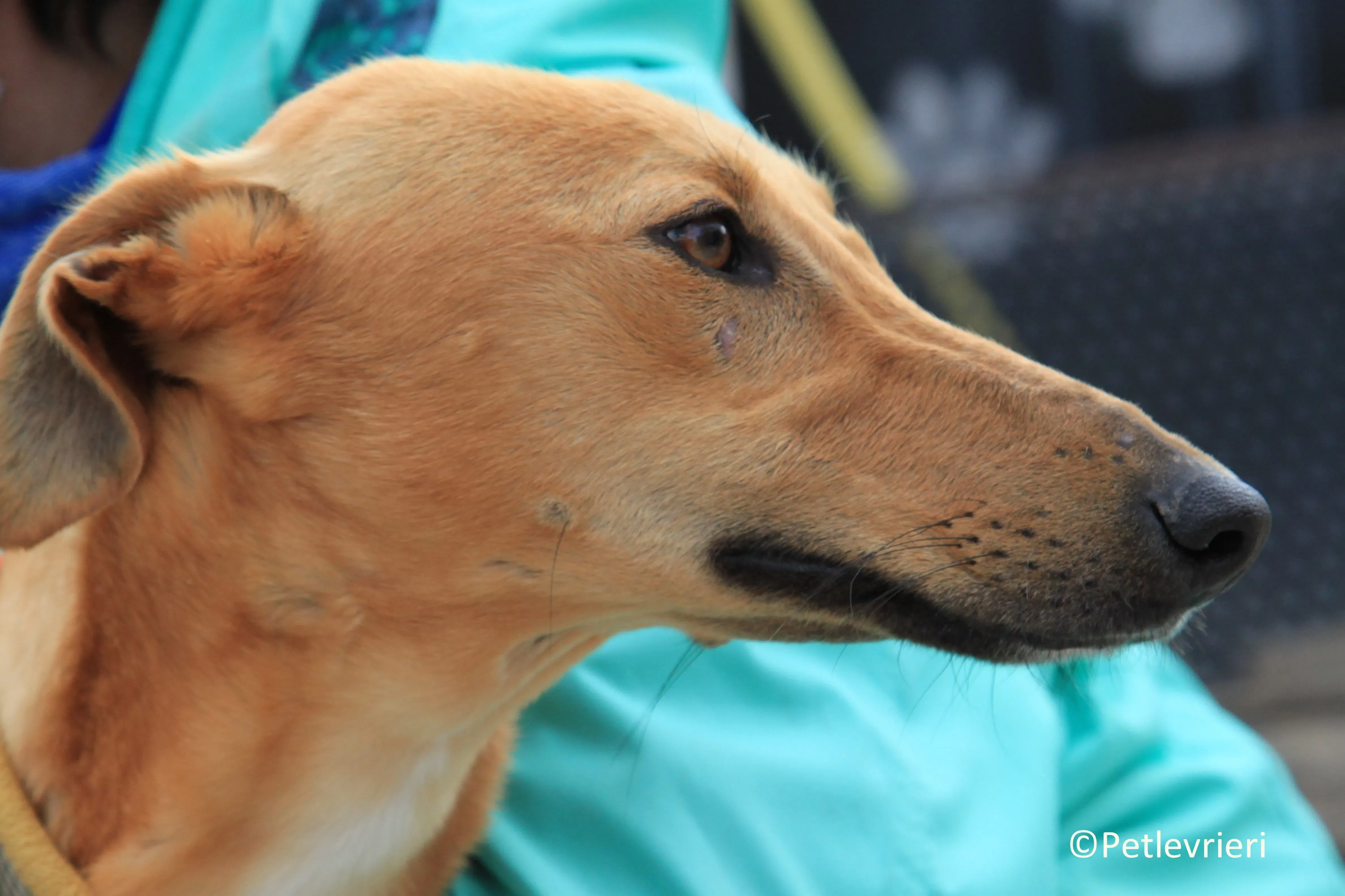 Leonardo adozione levrieri galgo 21