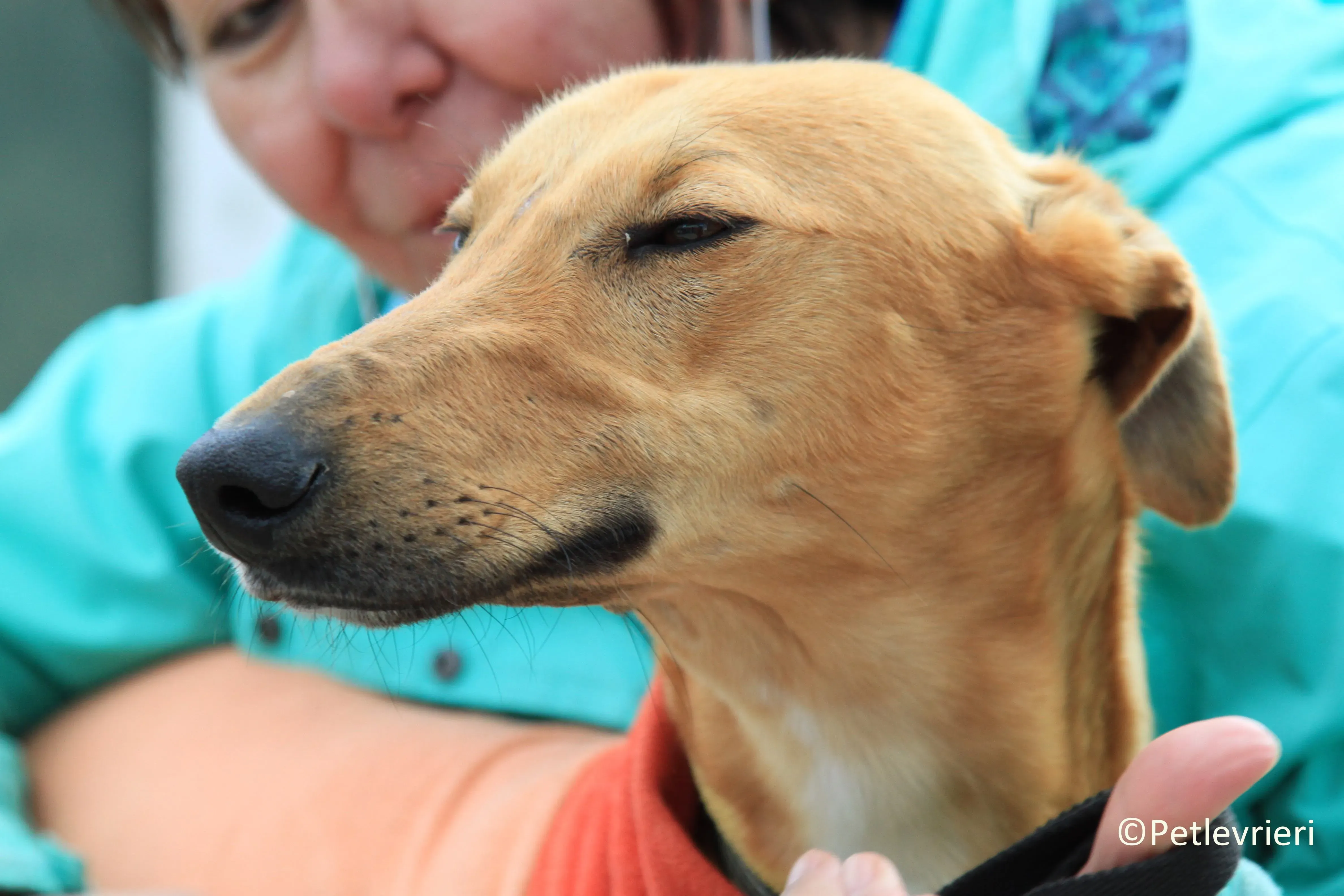 Leonardo adozione levrieri galgo 22