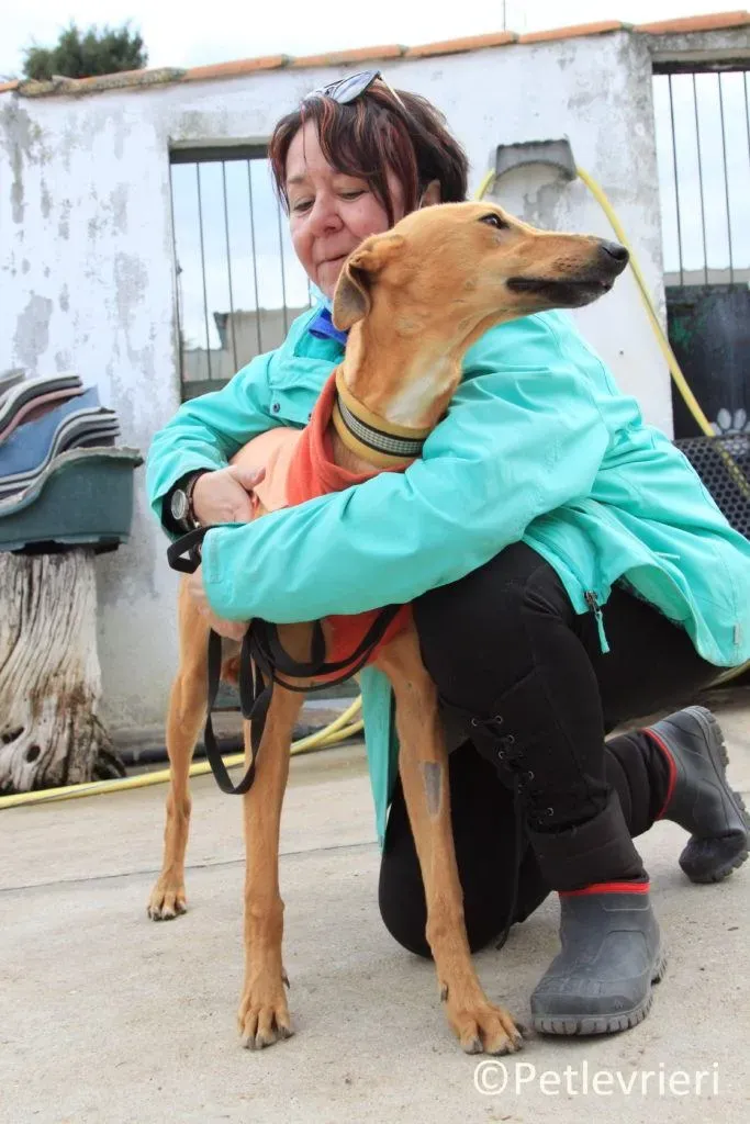 Leonardo adozione levrieri galgo 23