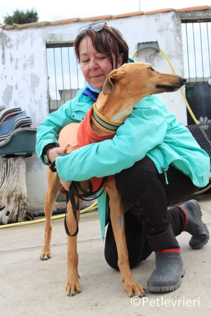 Leonardo adozione levrieri galgo 24