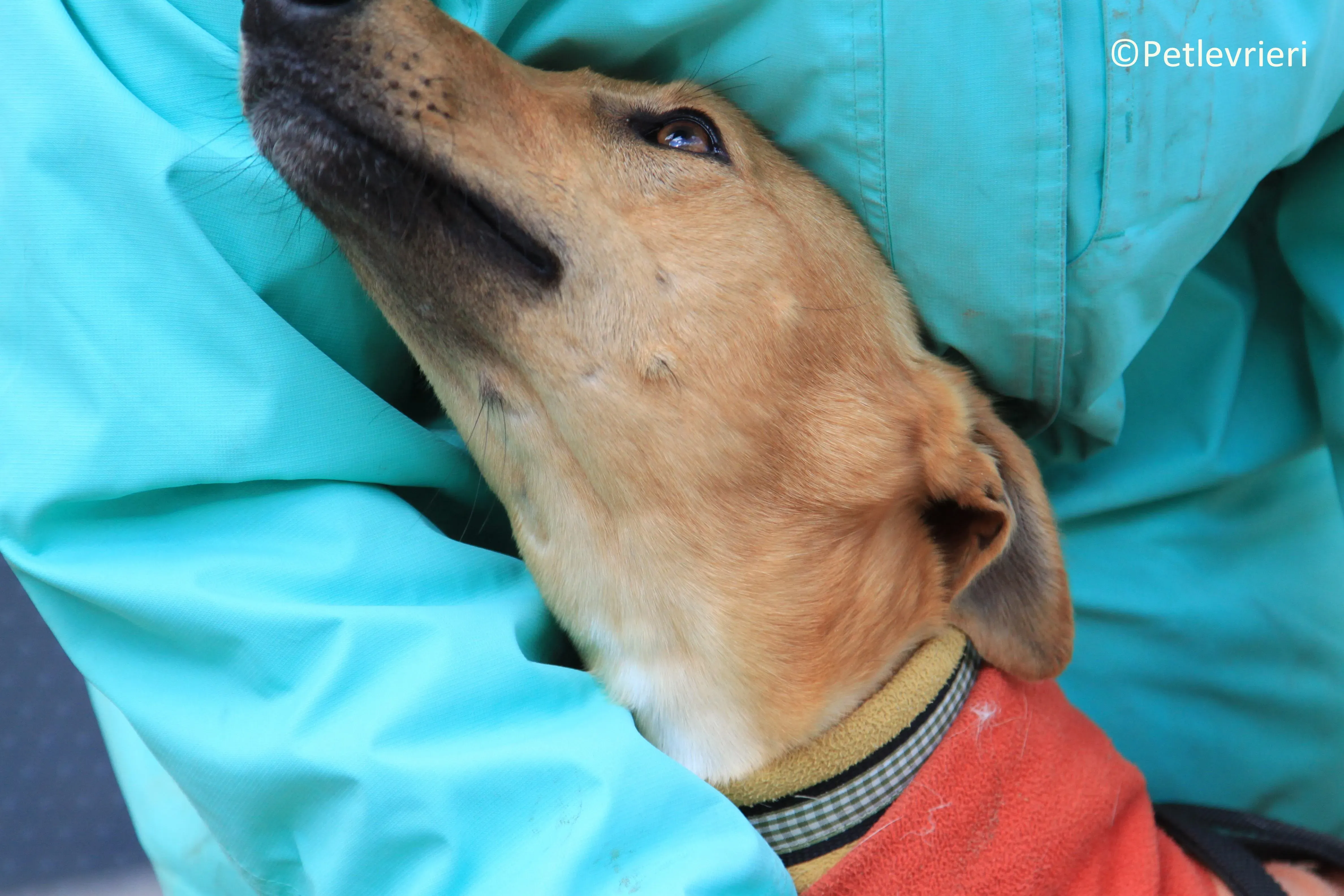 Leonardo adozione levrieri galgo 3