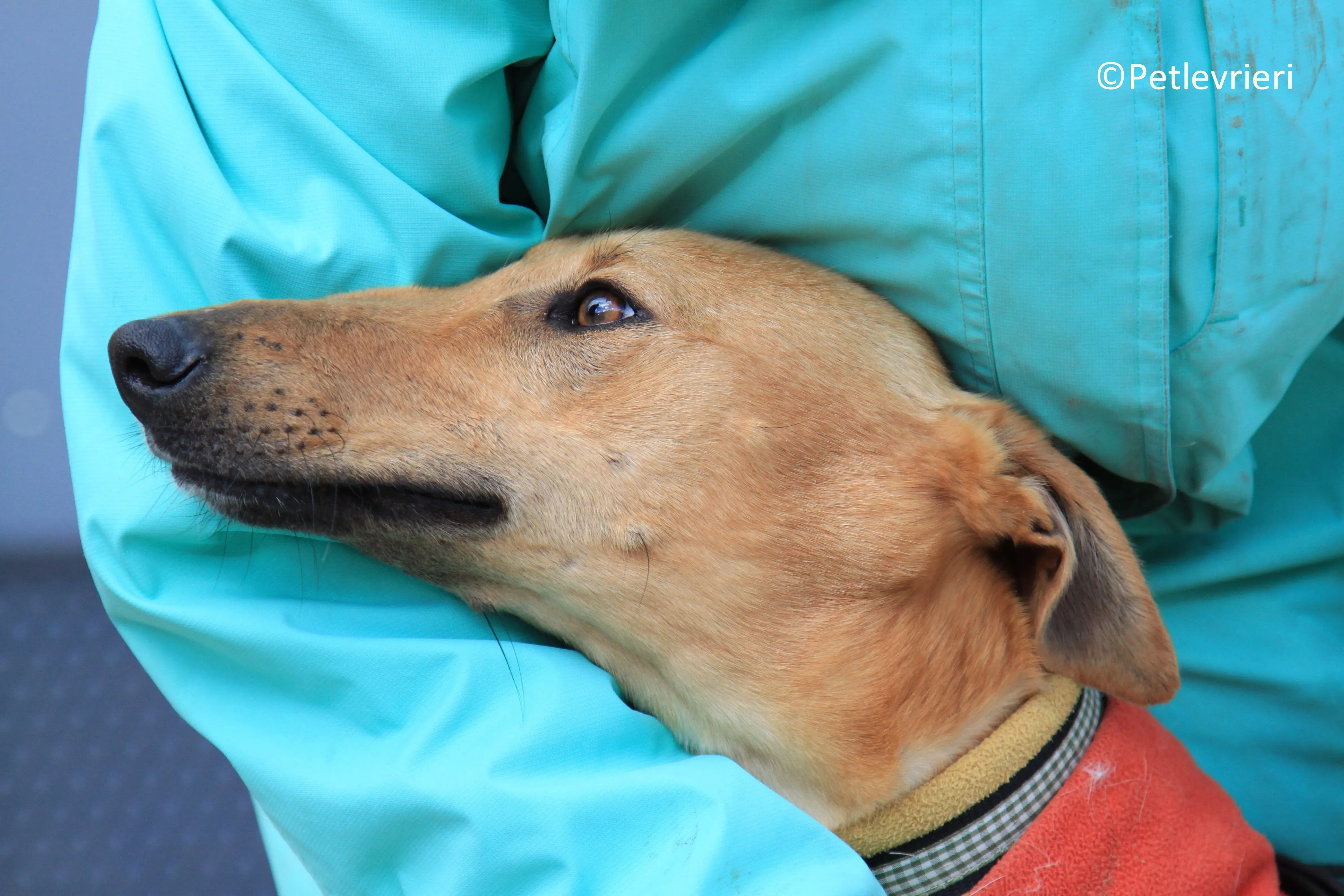 Leonardo adozione levrieri galgo 4