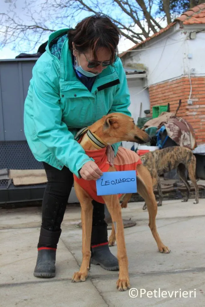 Leonardo adozione levrieri galgo 5
