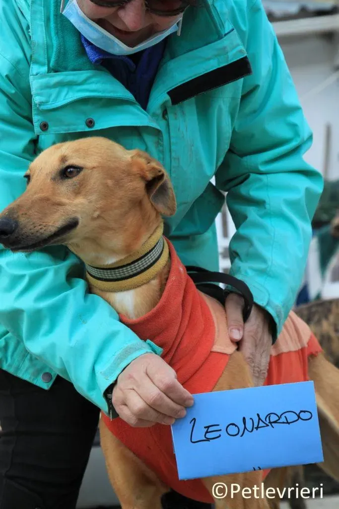 Leonardo adozione levrieri galgo 6