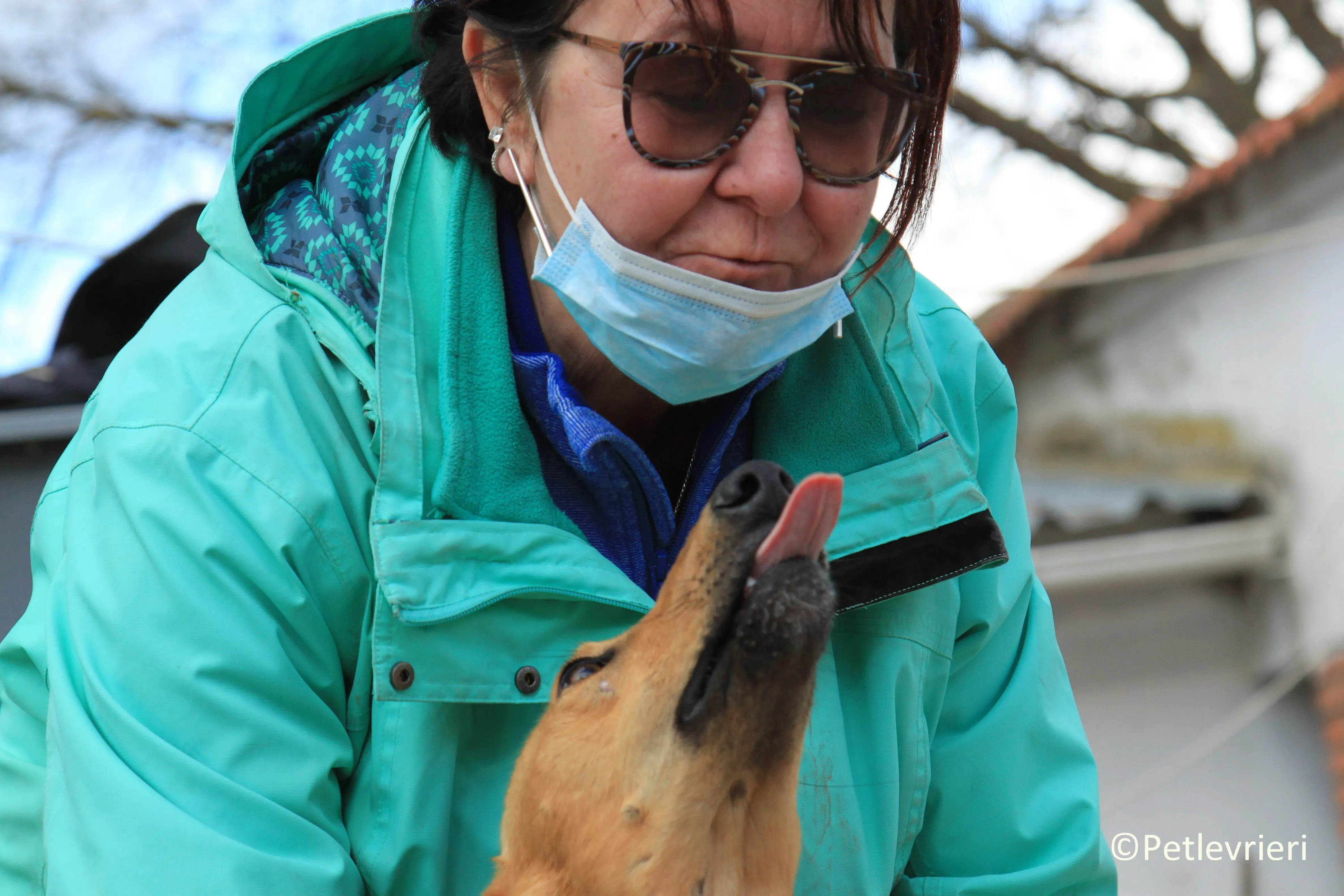 Leonardo adozione levrieri galgo 7