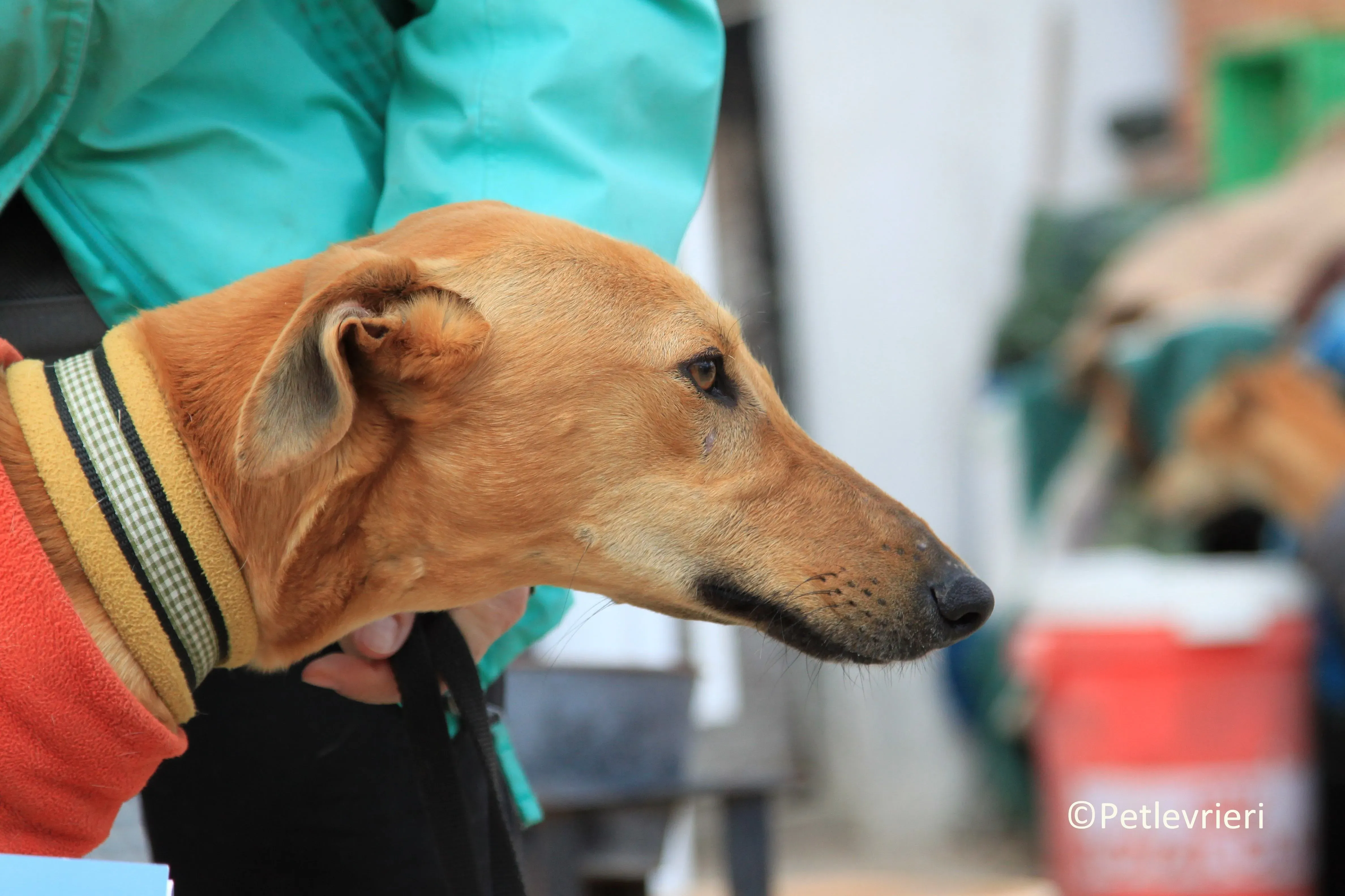 Leonardo adozione levrieri galgo 8