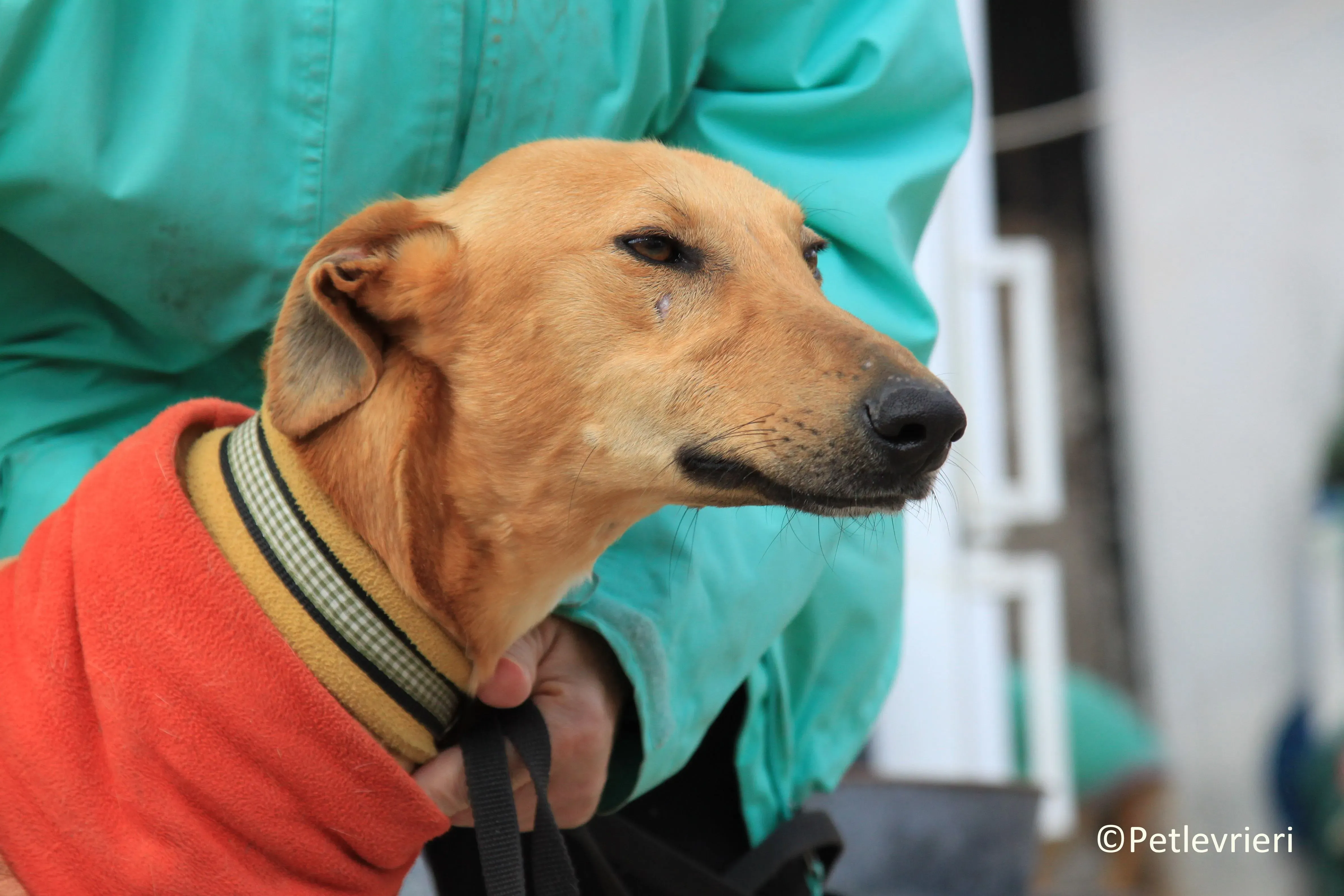 Leonardo adozione levrieri galgo 9