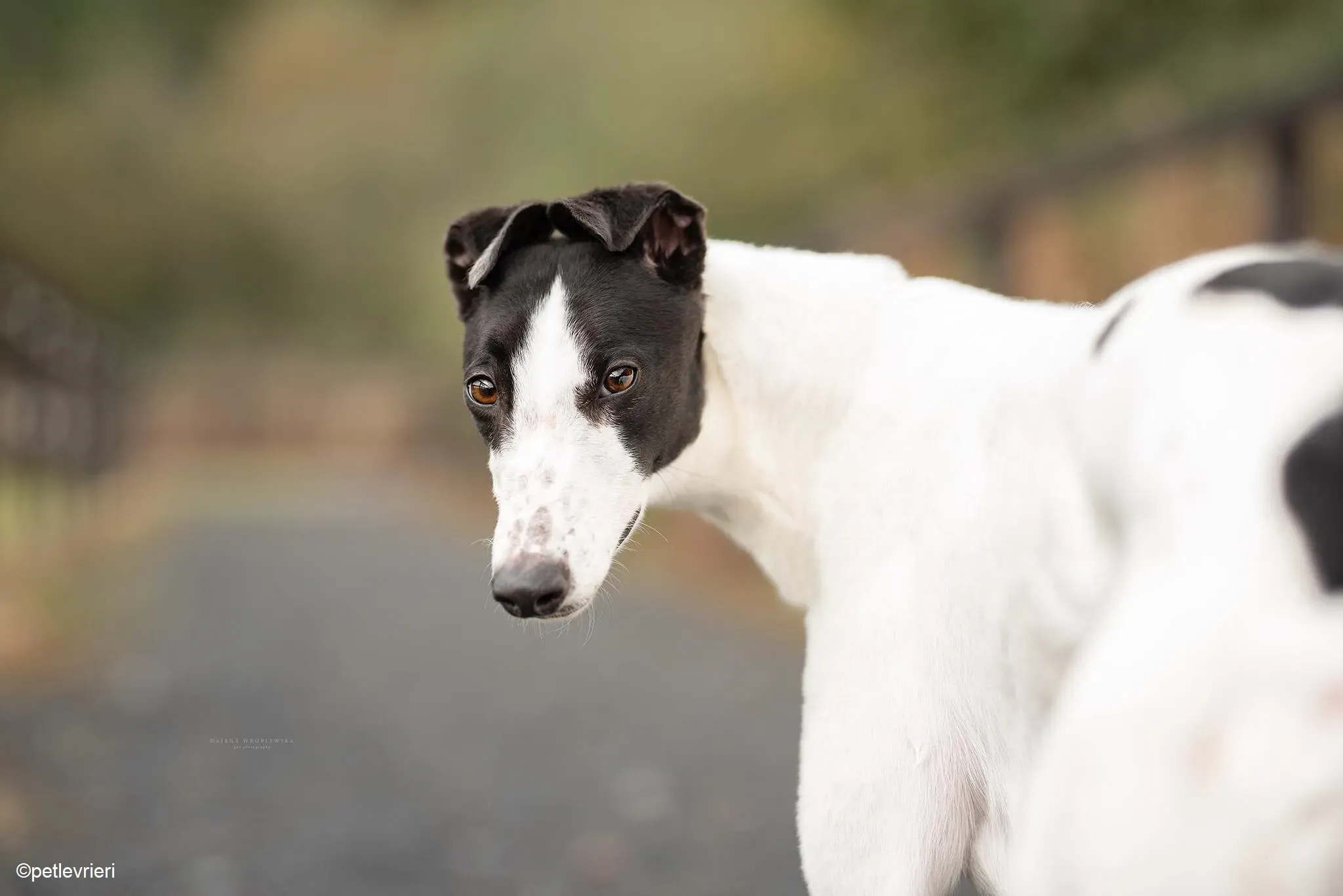 Lexi adozione levrieri greyhound 1 3