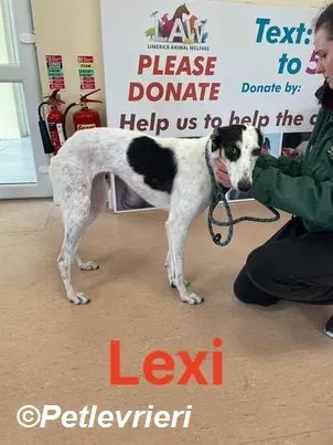 Lexi adozione levrieri greyhound 1
