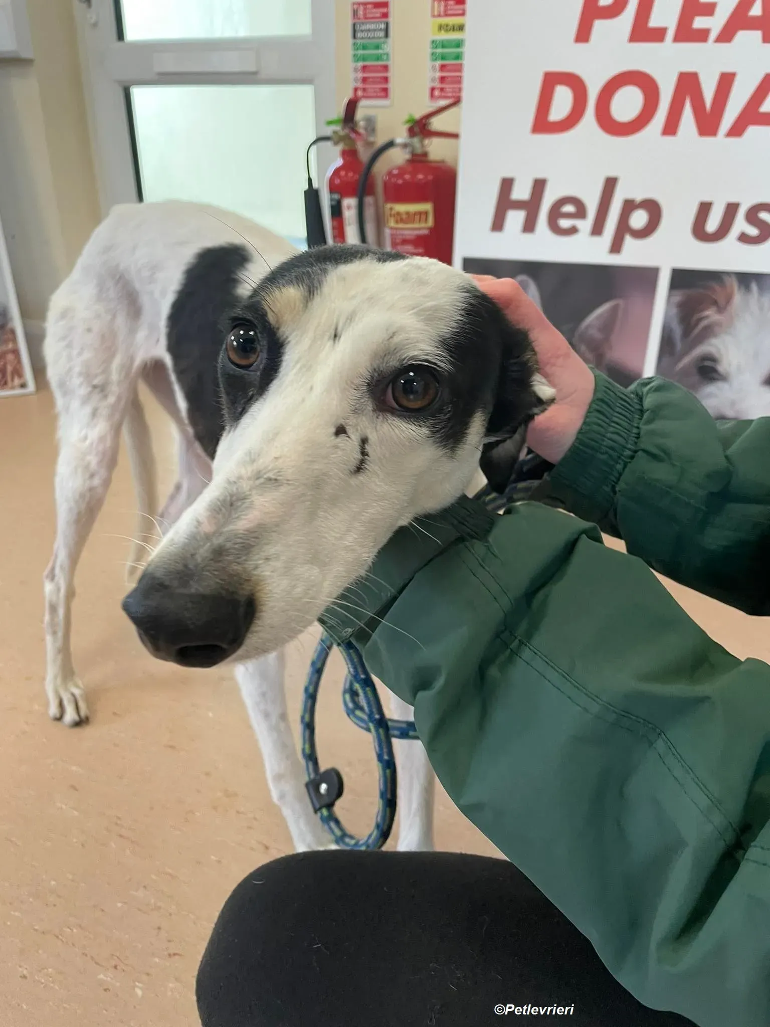 Lexi adozione levrieri greyhound 10