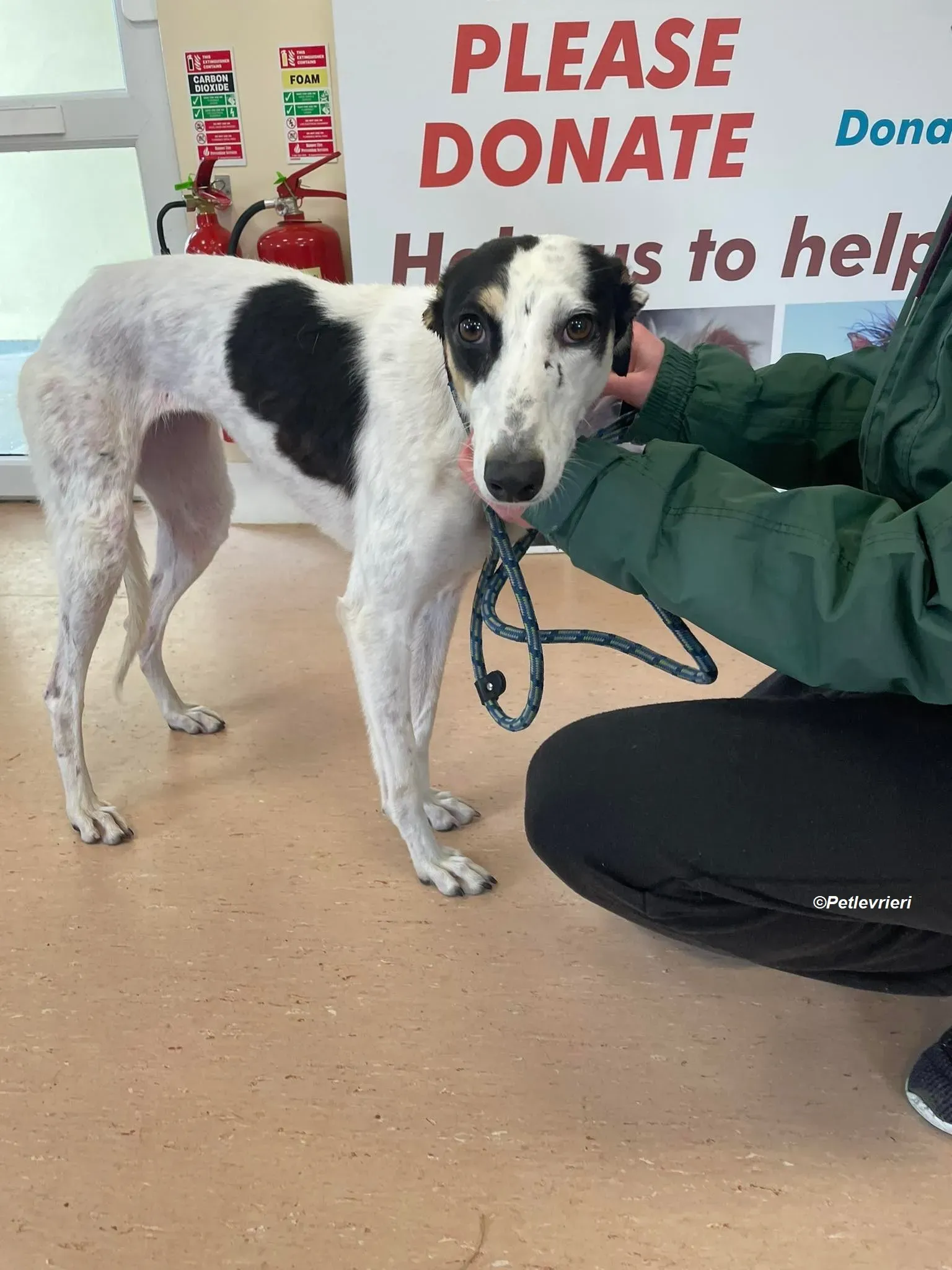 Lexi adozione levrieri greyhound 11