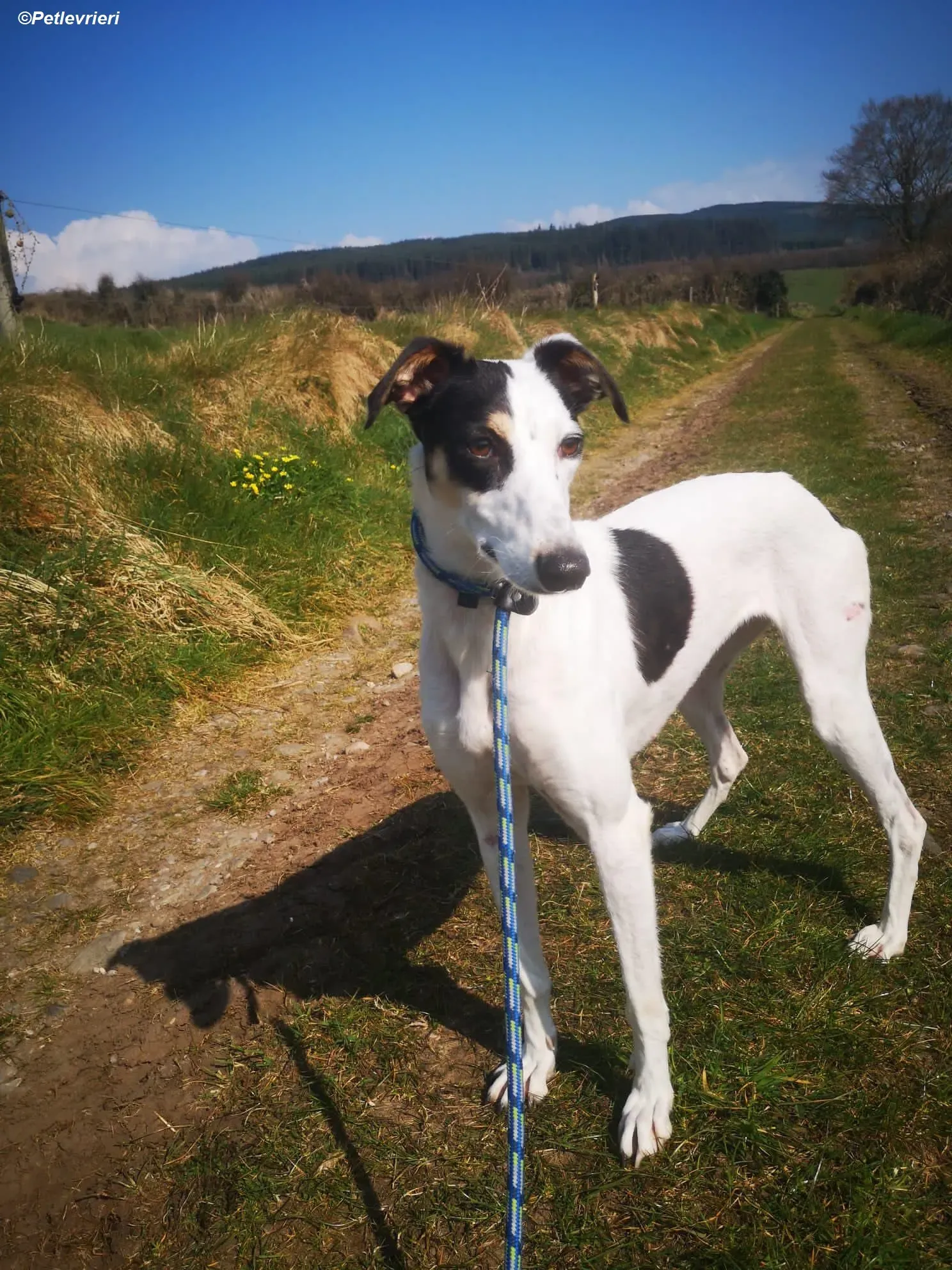 Lexi adozione levrieri greyhound 12