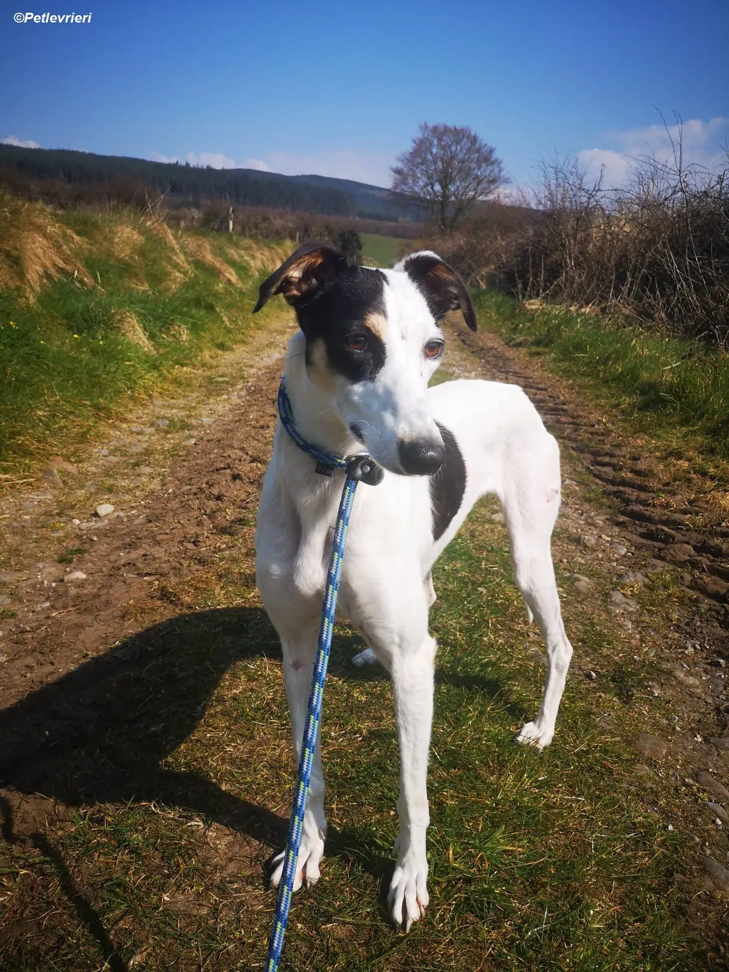 Lexi adozione levrieri greyhound 13