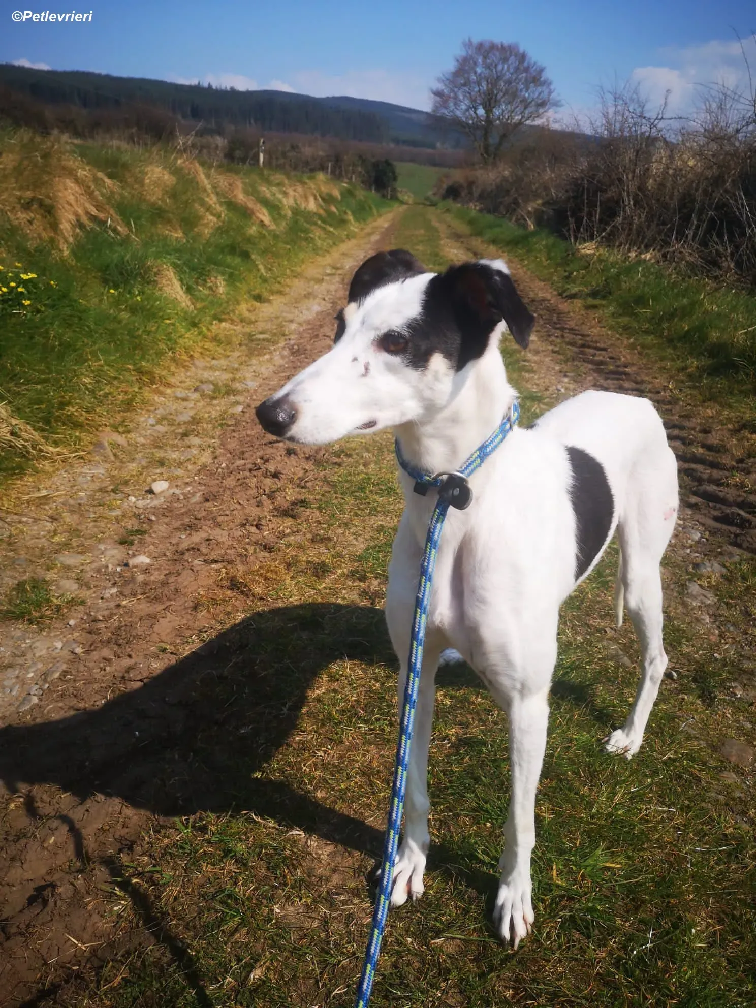 Lexi adozione levrieri greyhound 14