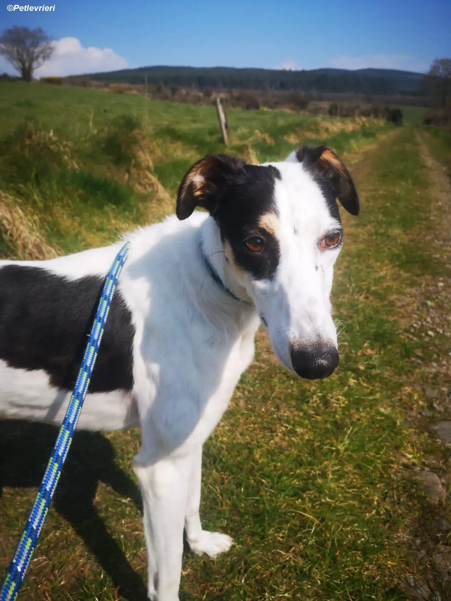 Lexi adozione levrieri greyhound 15