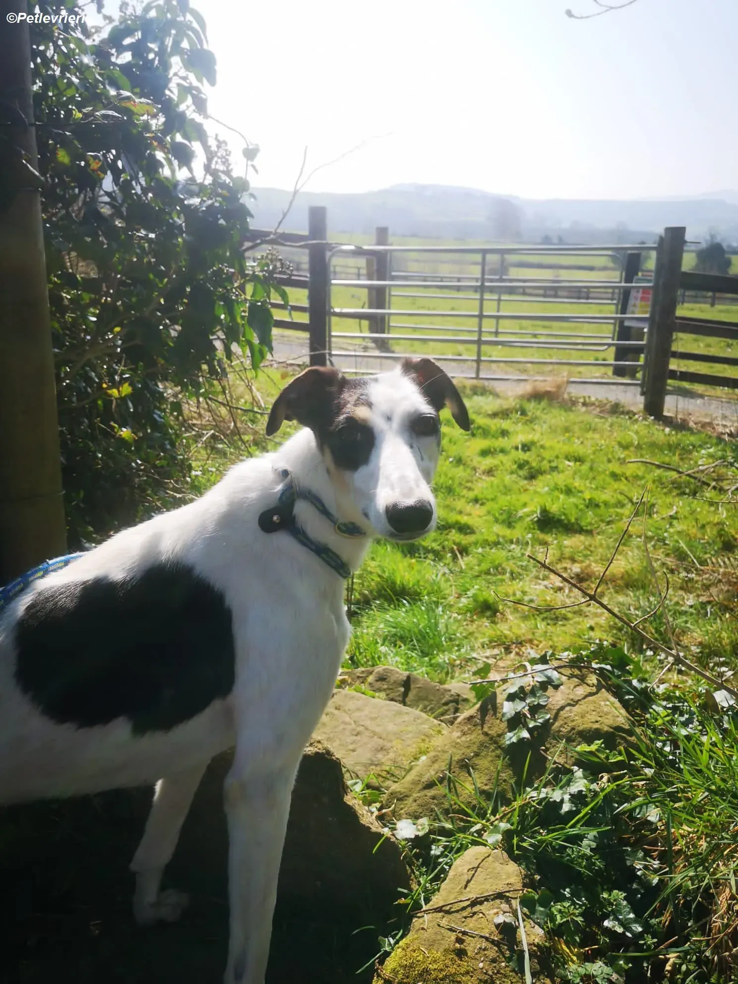 Lexi adozione levrieri greyhound 16